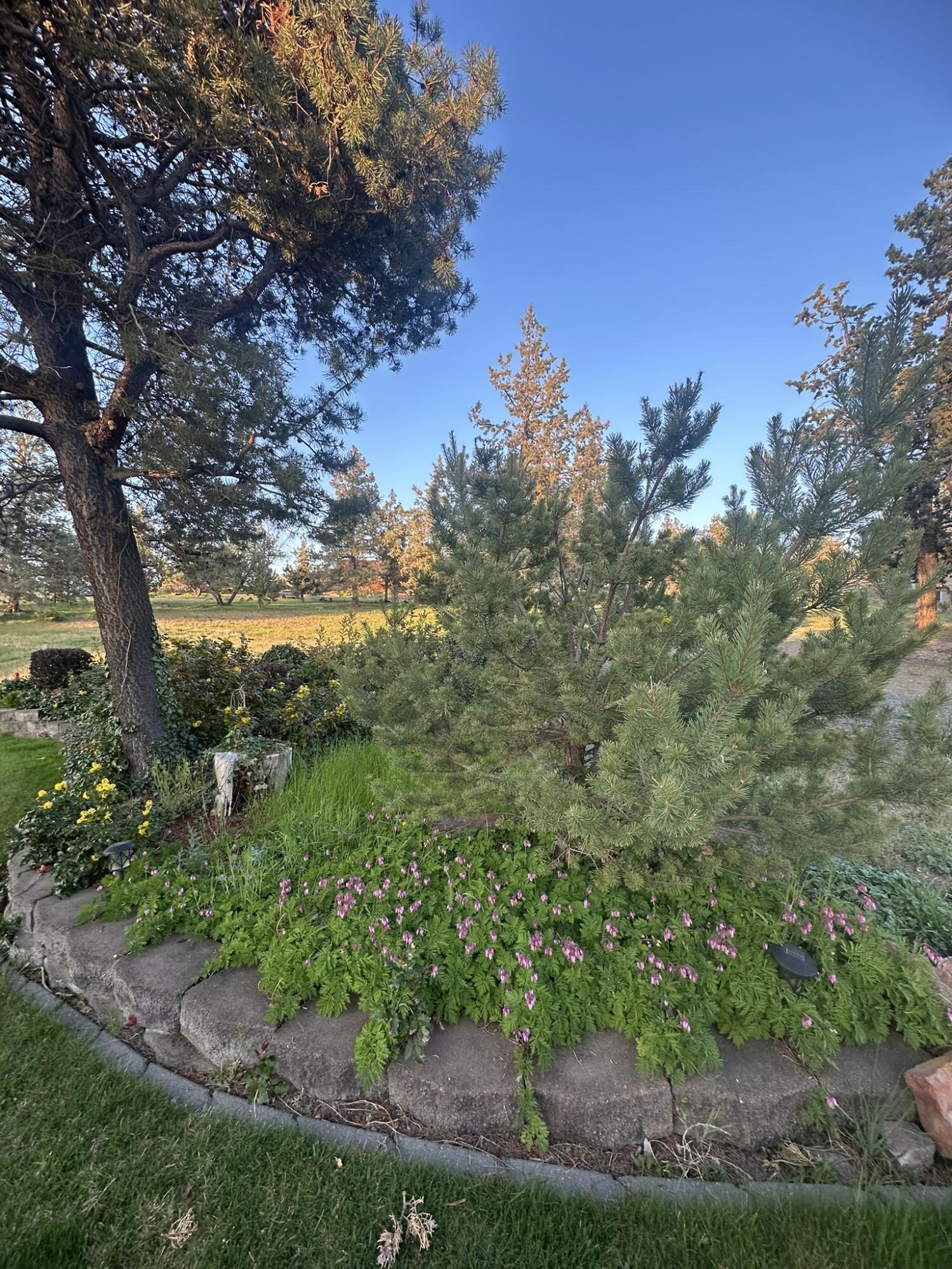 Juniper Estate - Residential