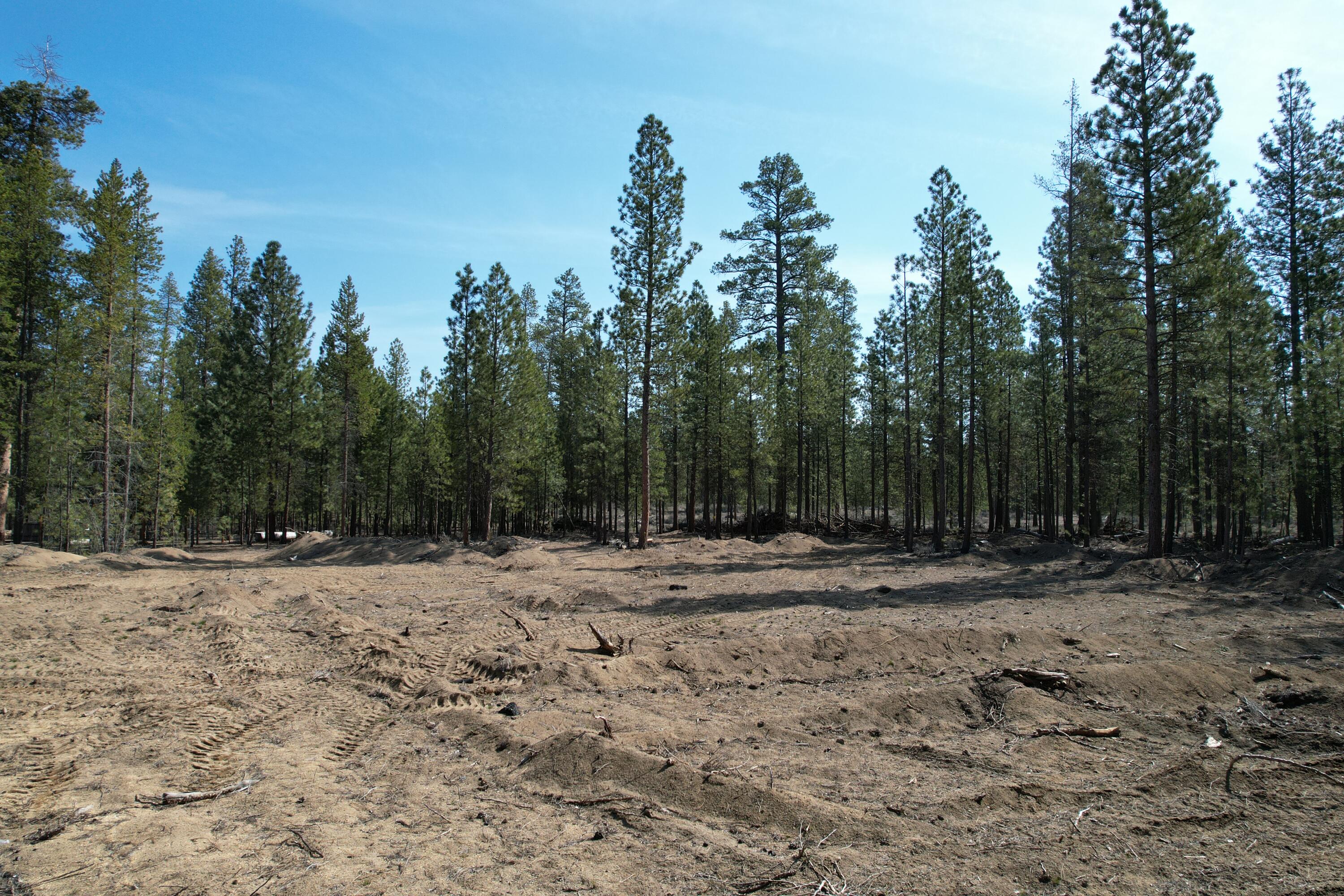 Ponderosa Pines - Land