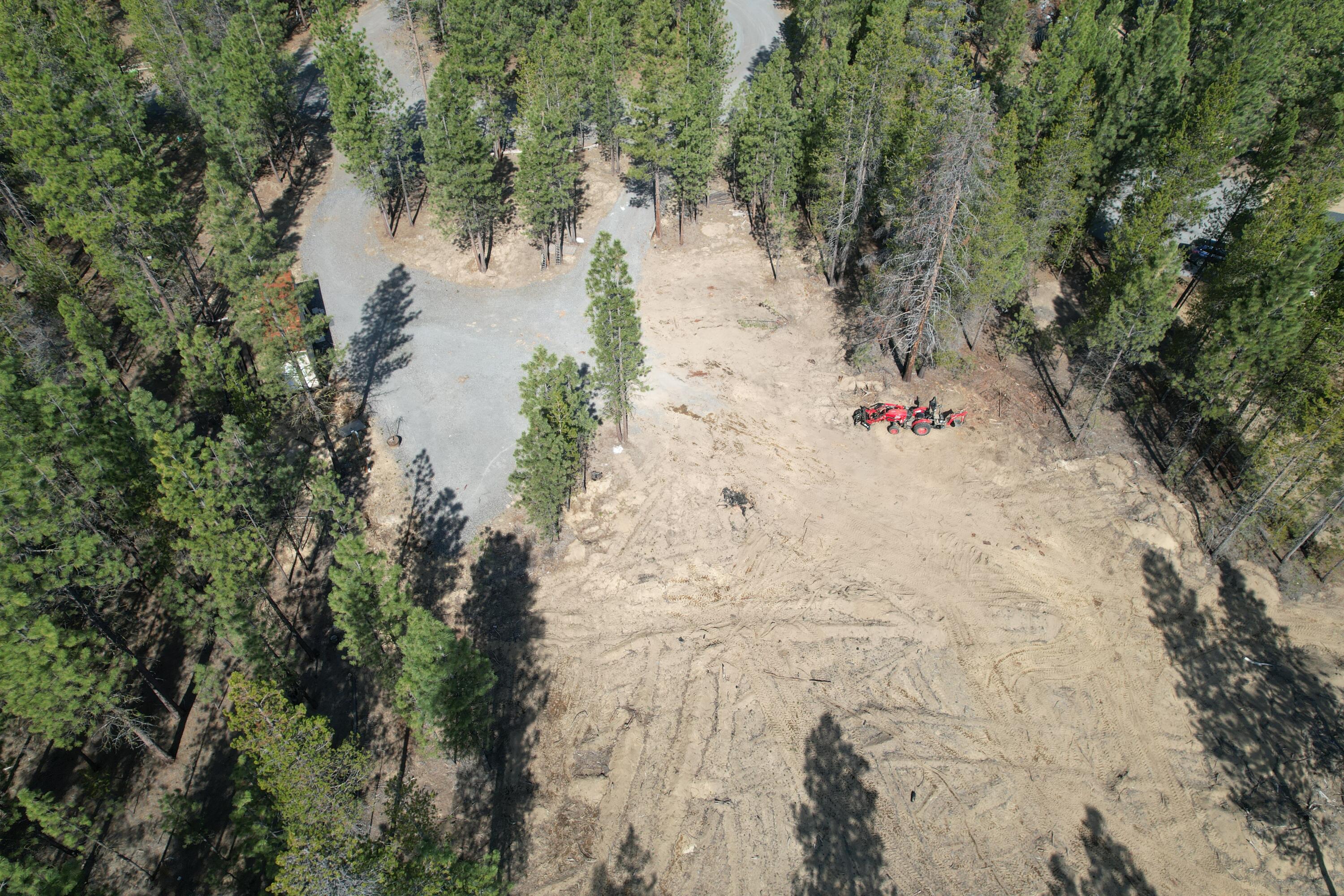 Ponderosa Pines - Land