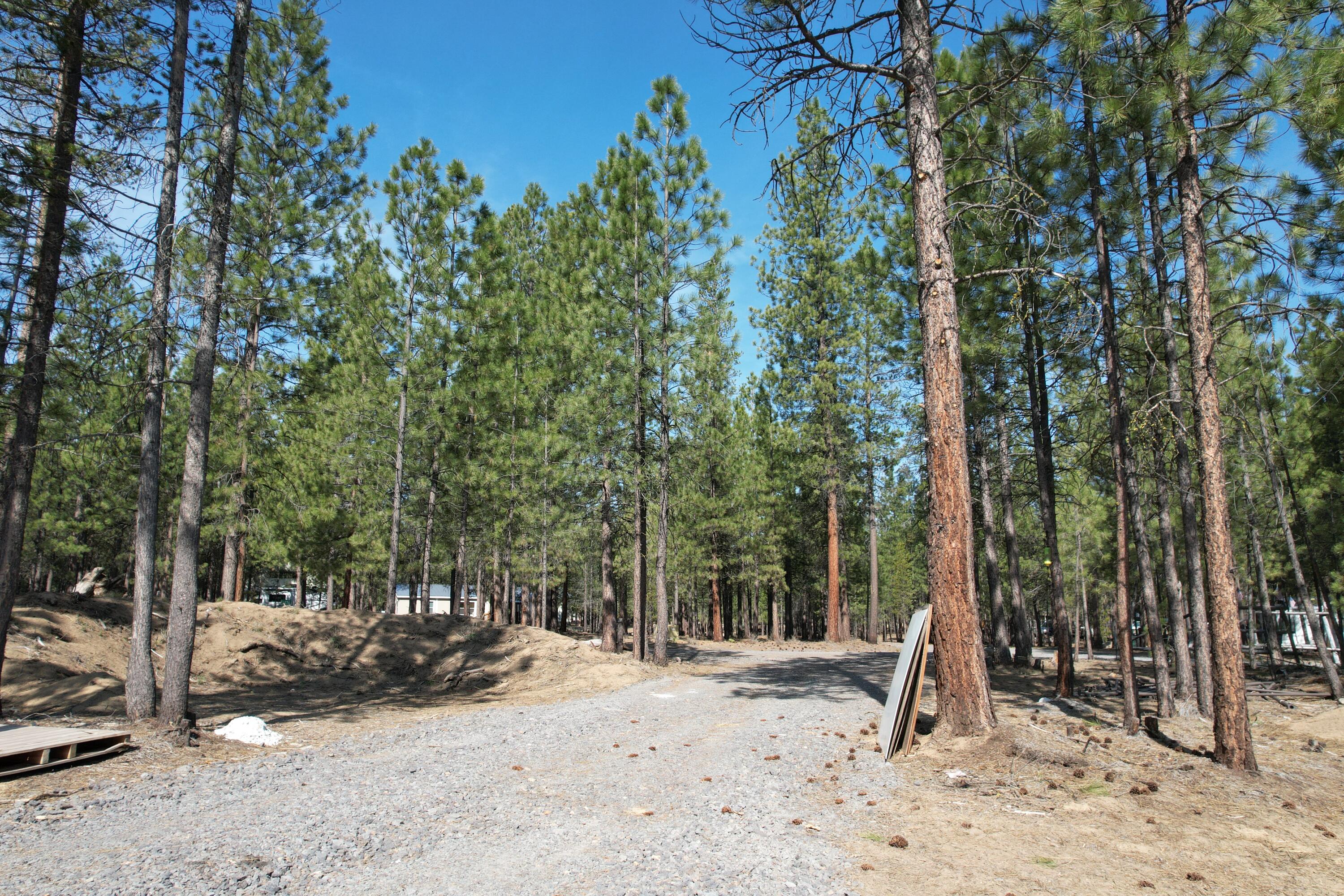 Ponderosa Pines - Land