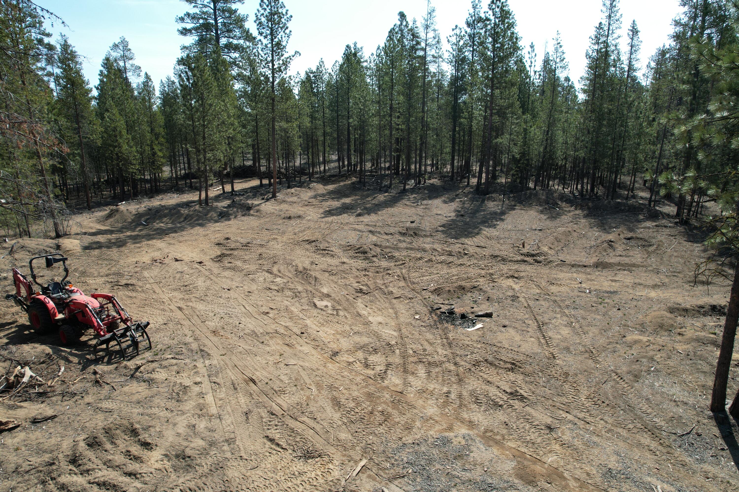 Ponderosa Pines - Land
