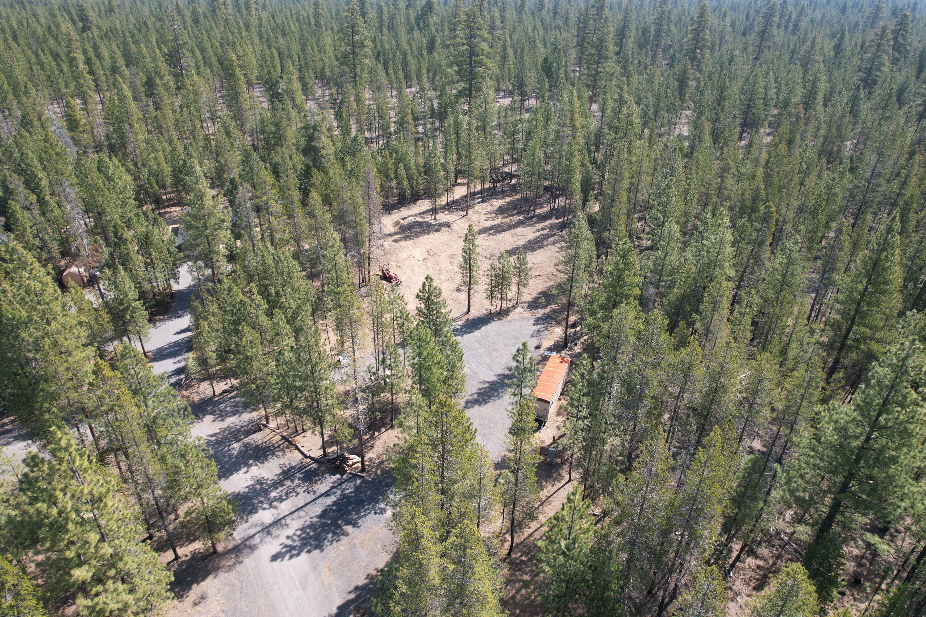 Ponderosa Pines - Land