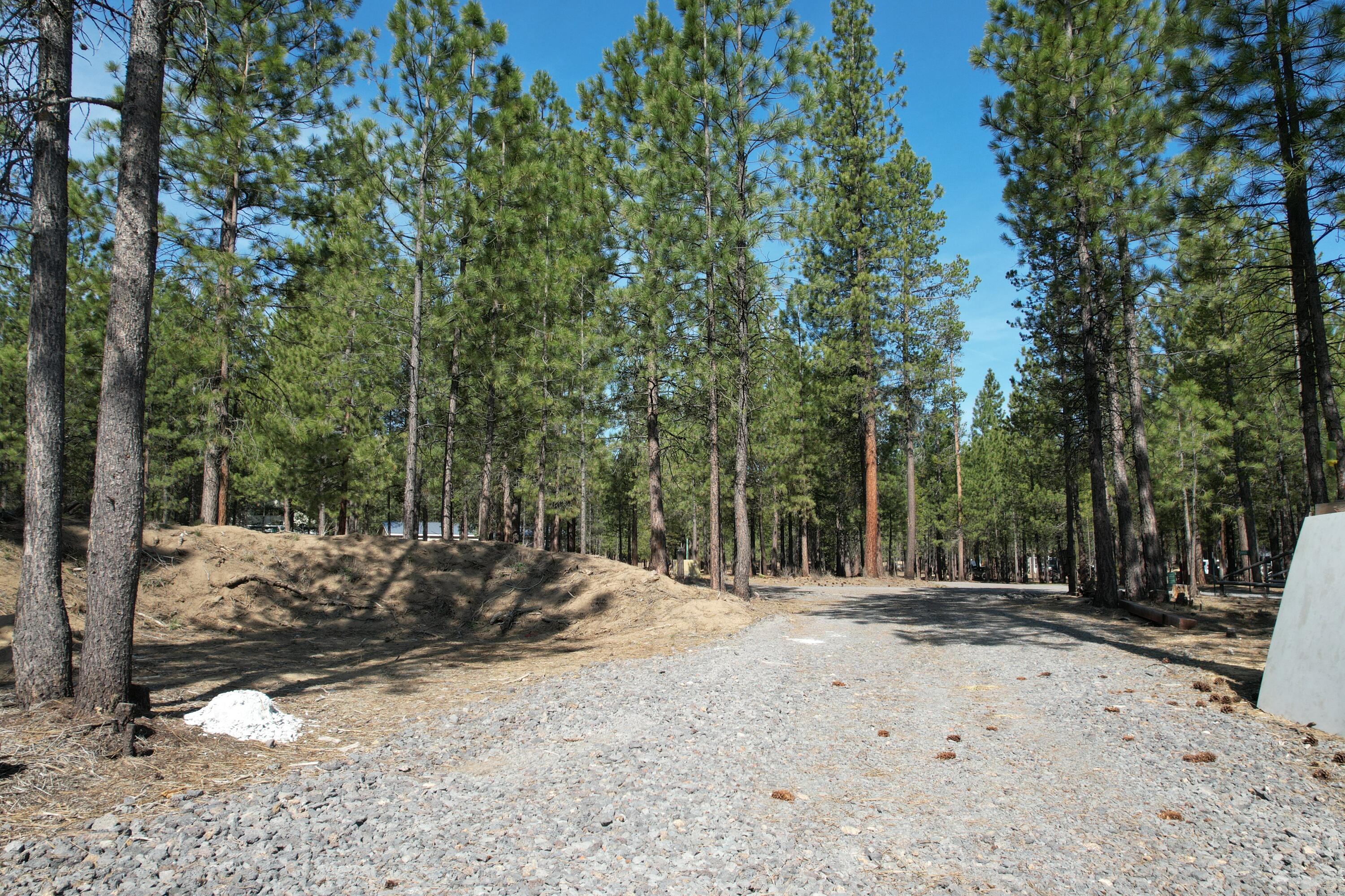 Ponderosa Pines - Land