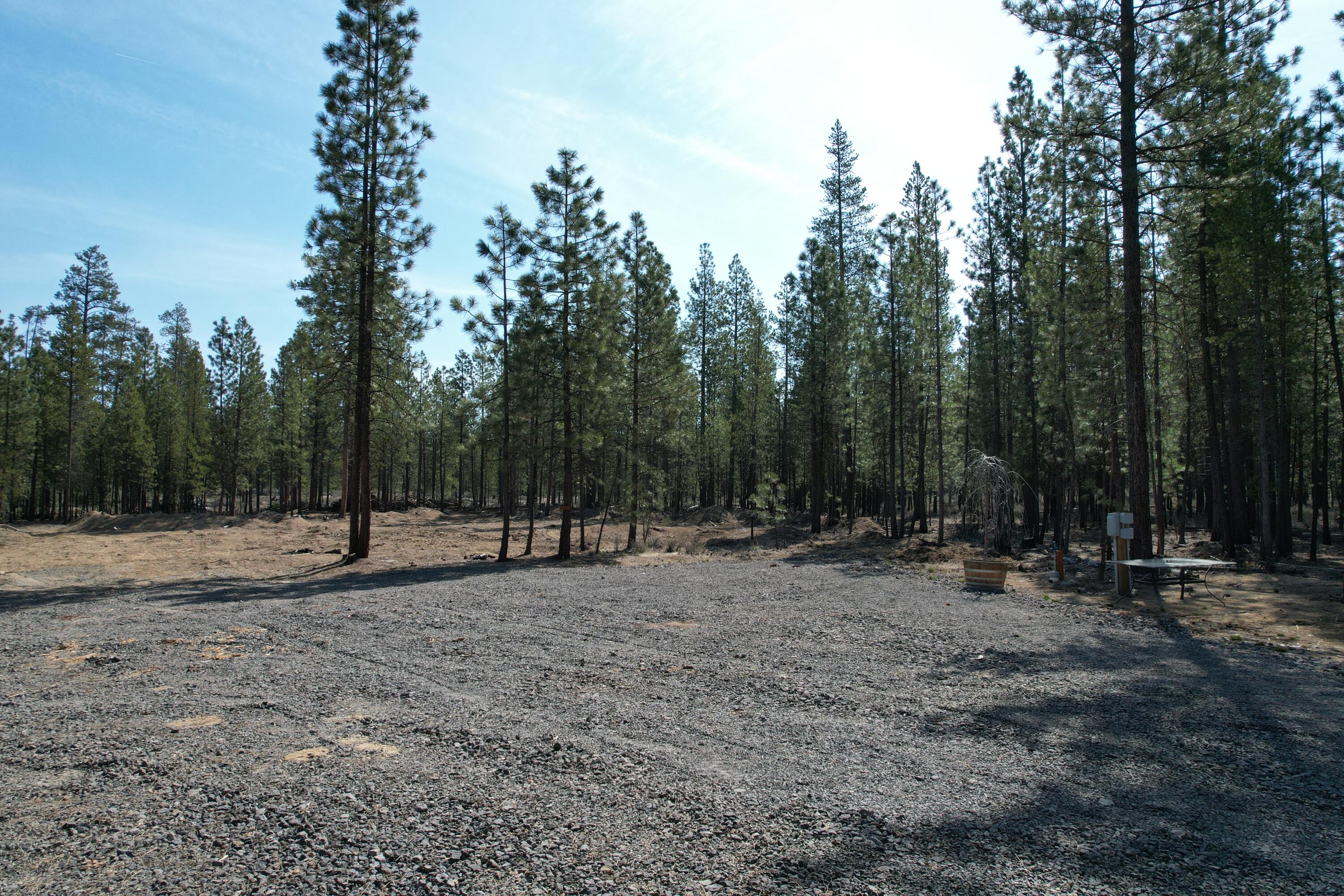 Ponderosa Pines - Land