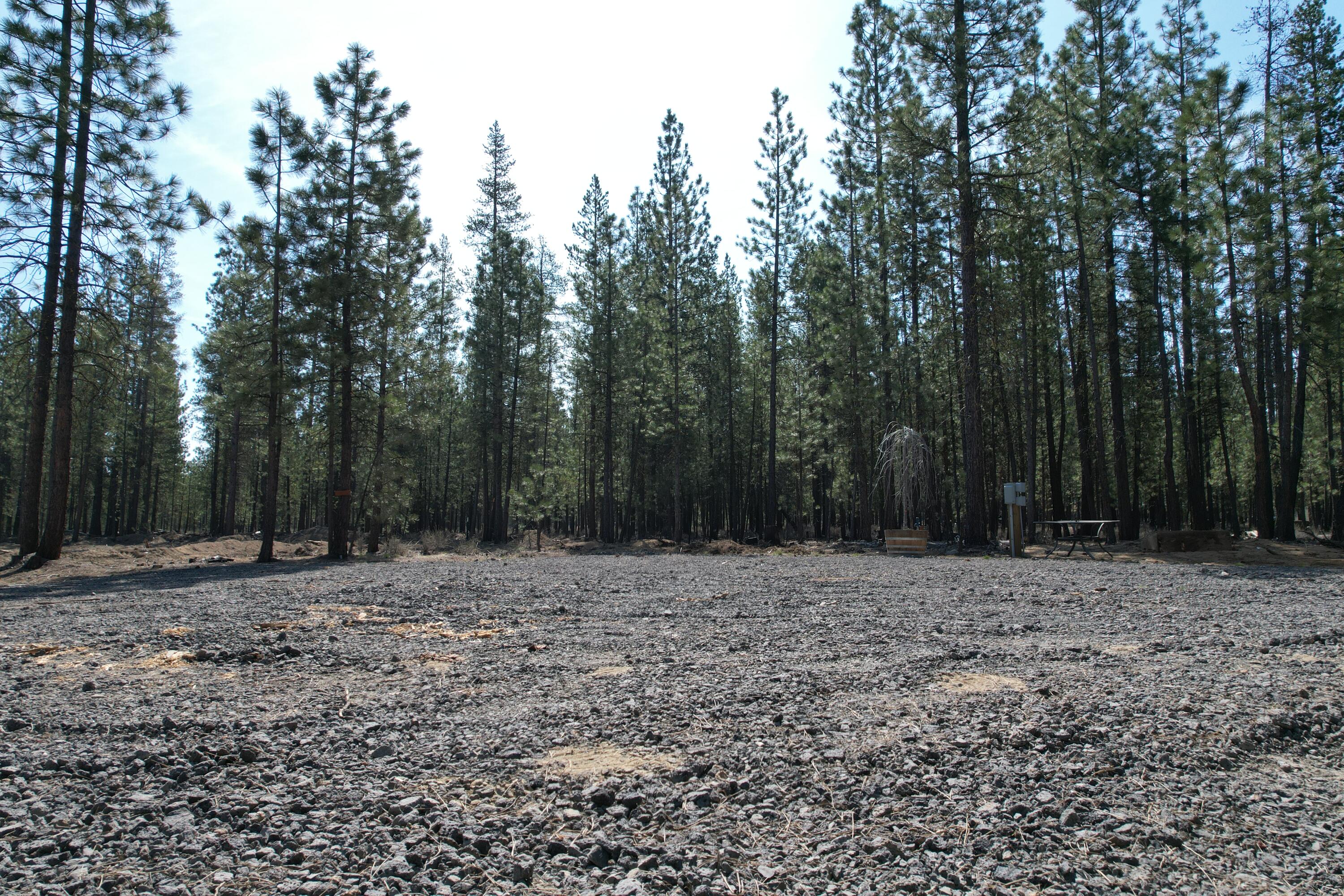 Ponderosa Pines - Land