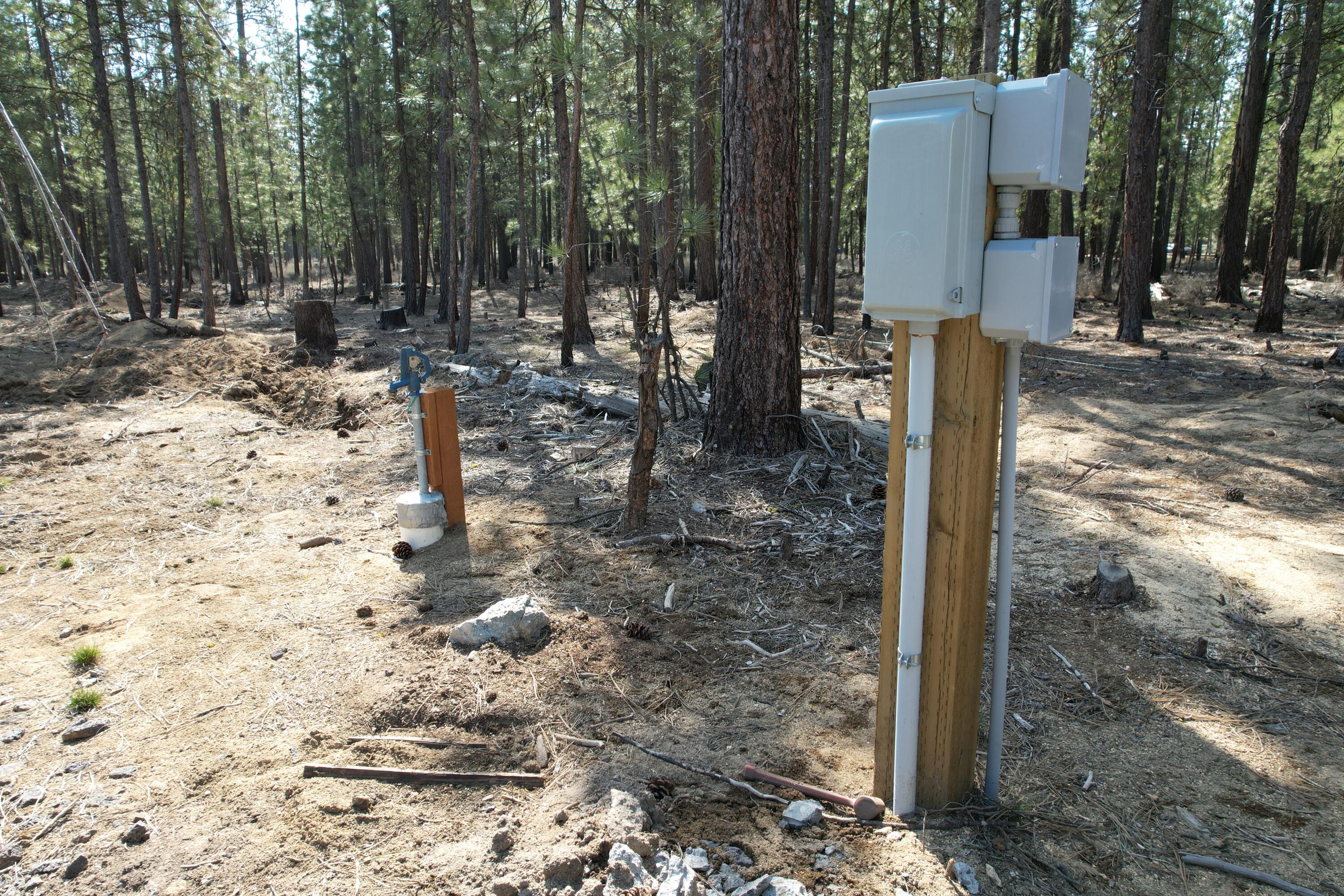 Ponderosa Pines - Land