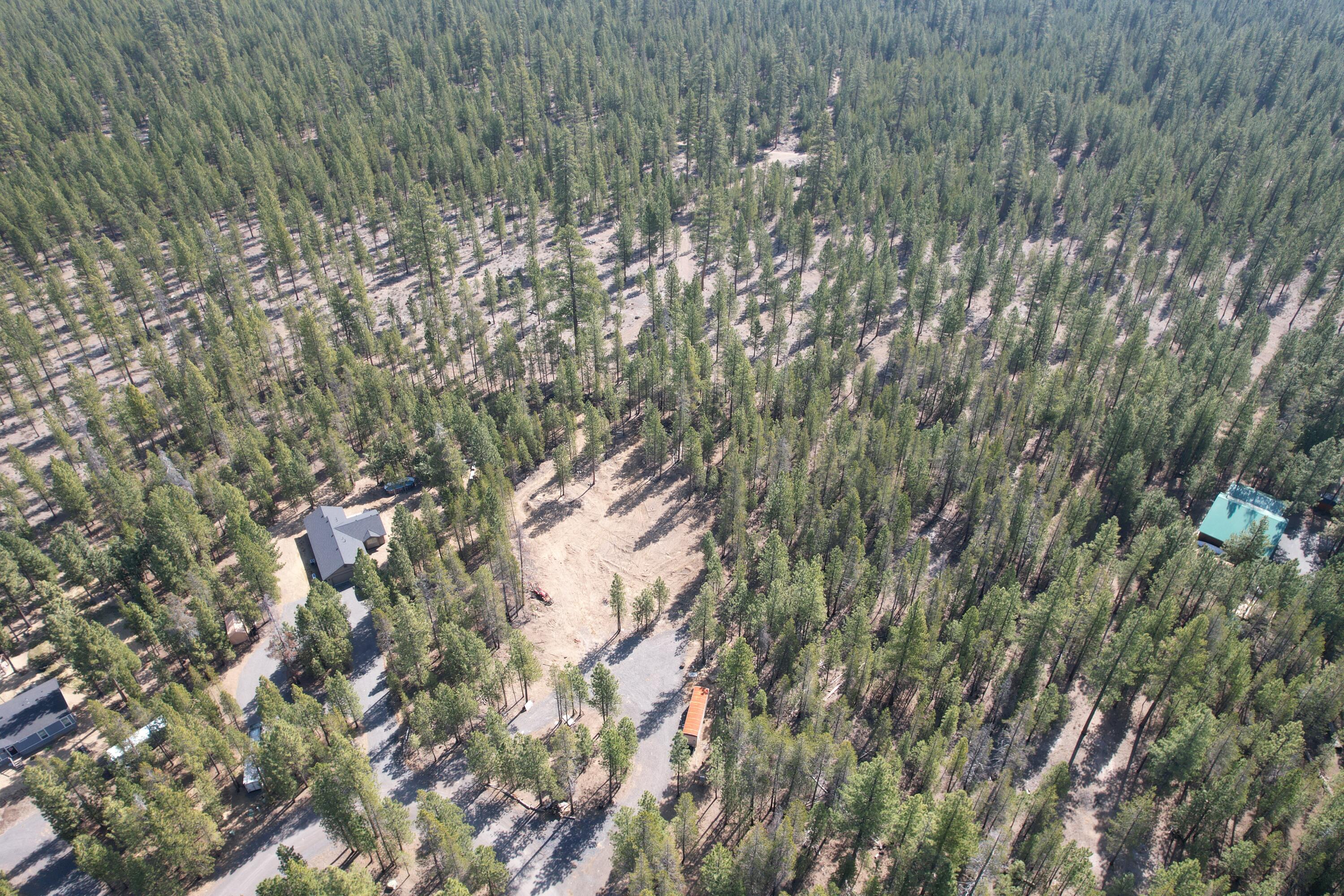 Ponderosa Pines - Land