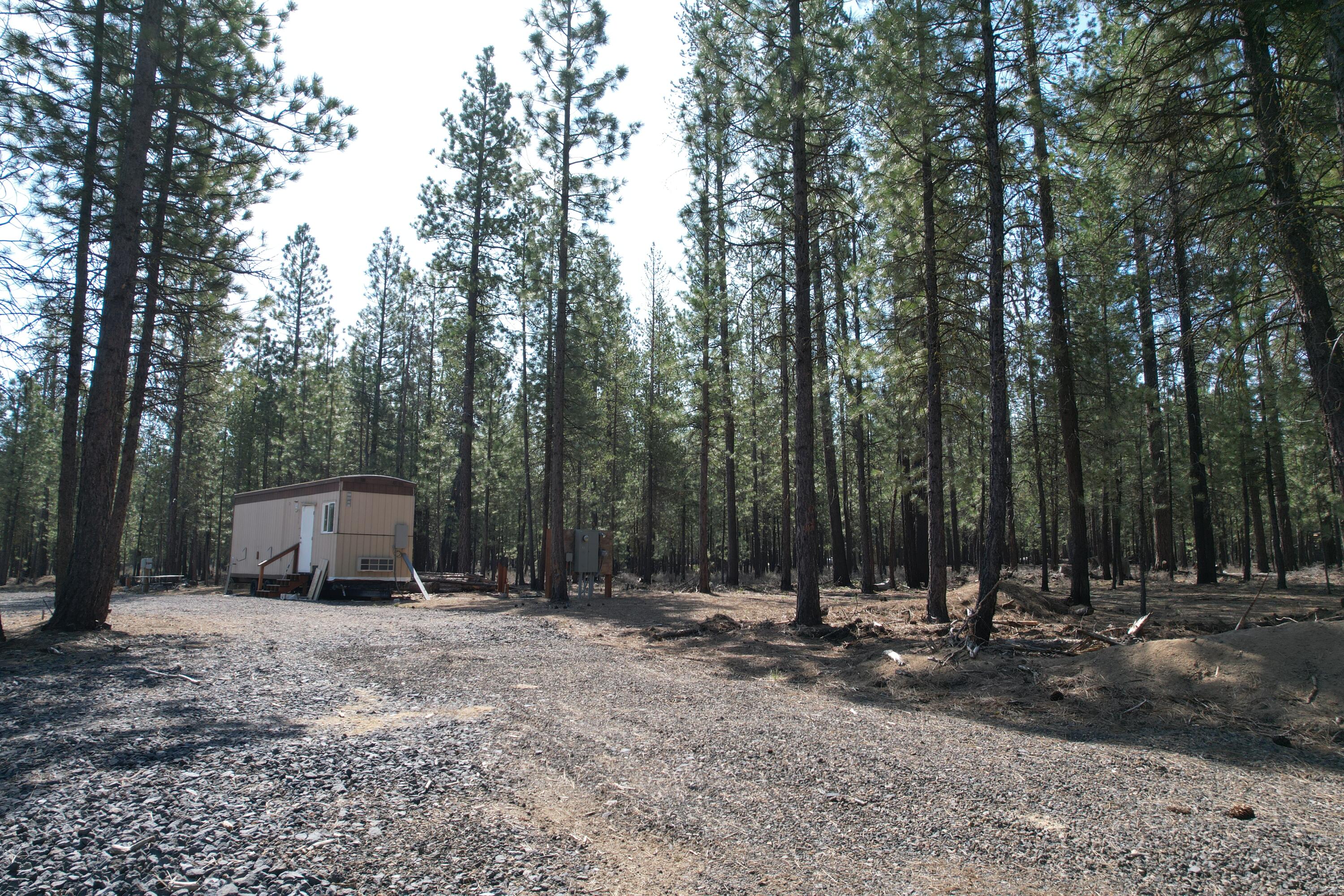 Ponderosa Pines - Land