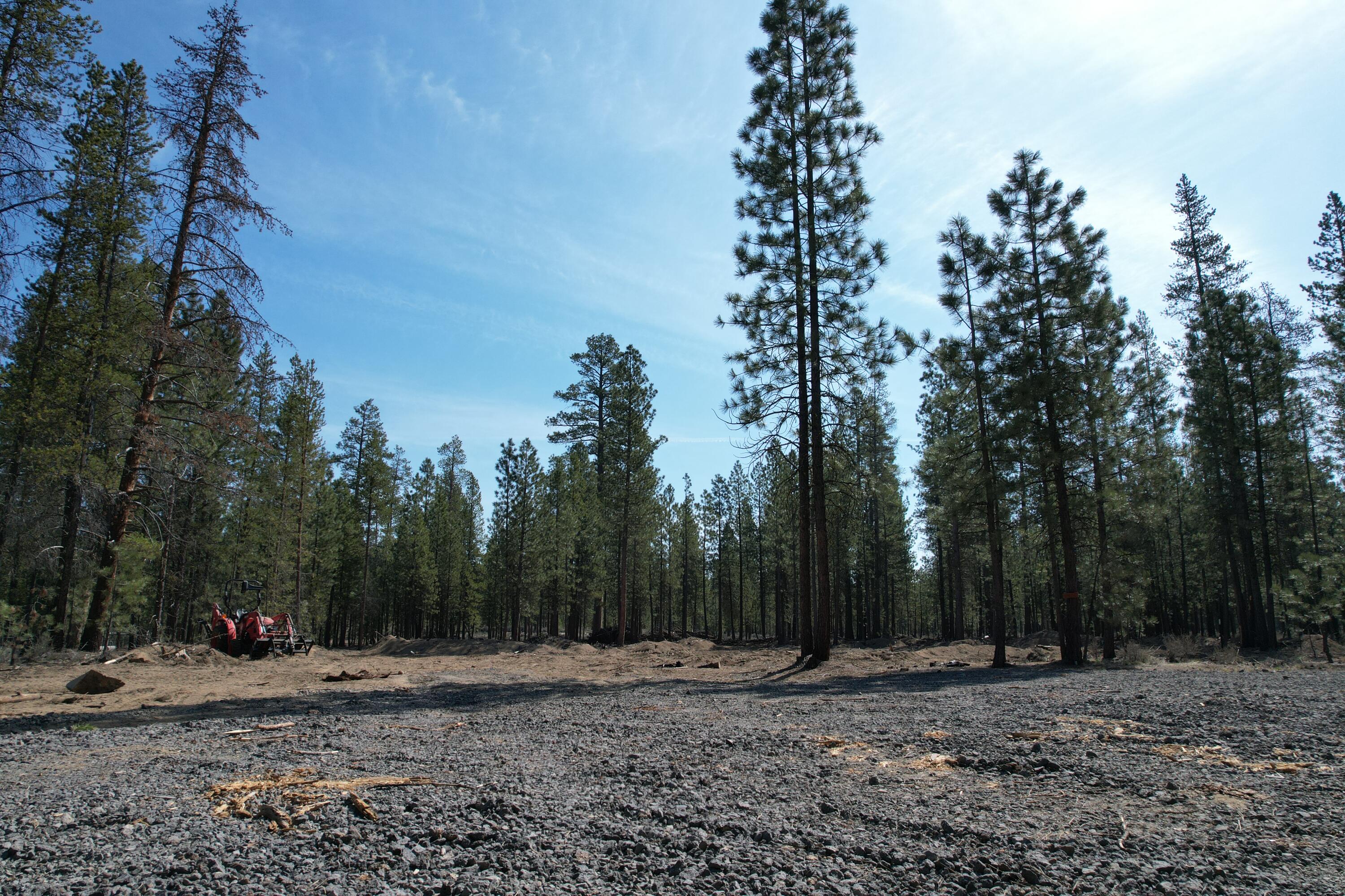Ponderosa Pines - Land