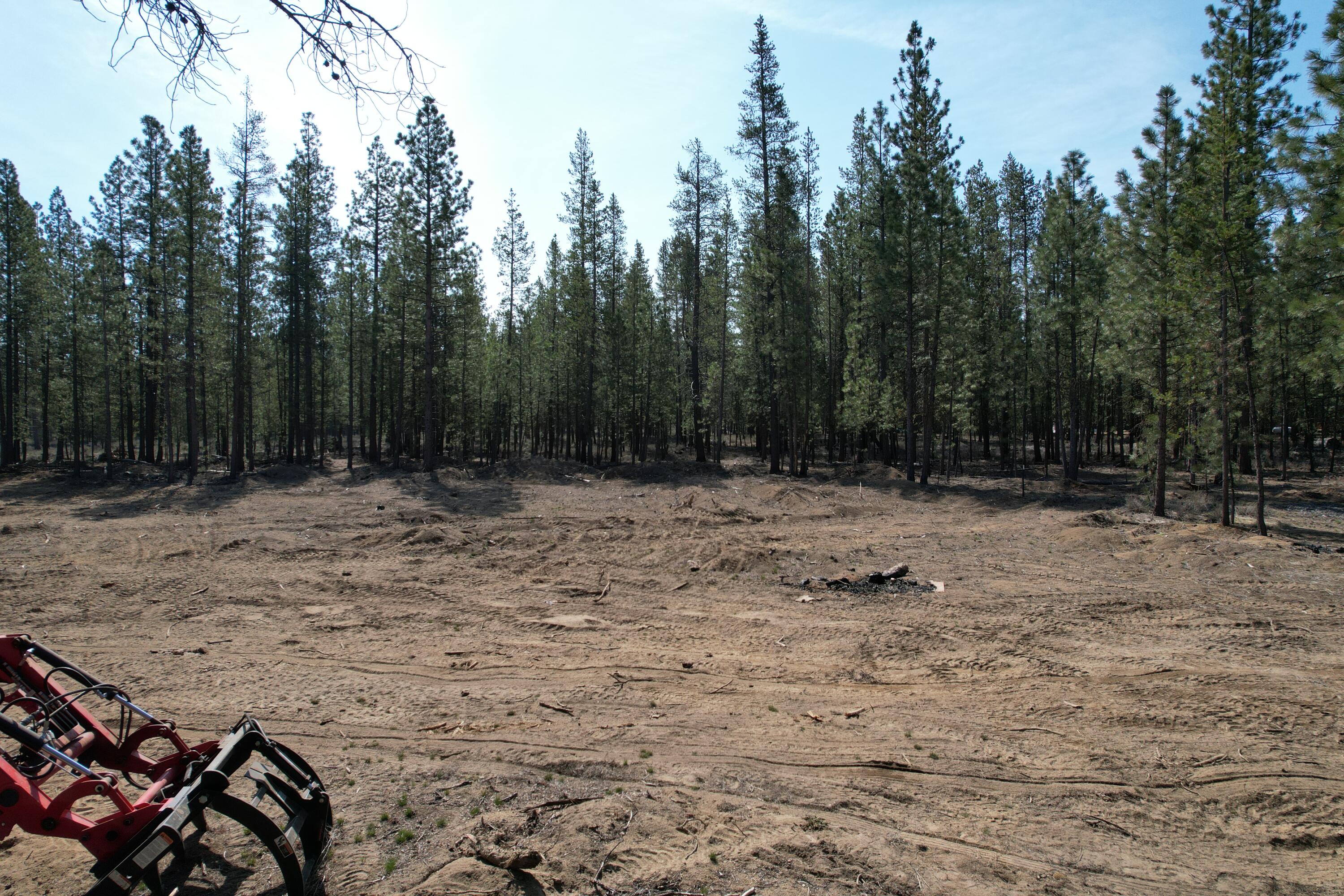 Ponderosa Pines - Land