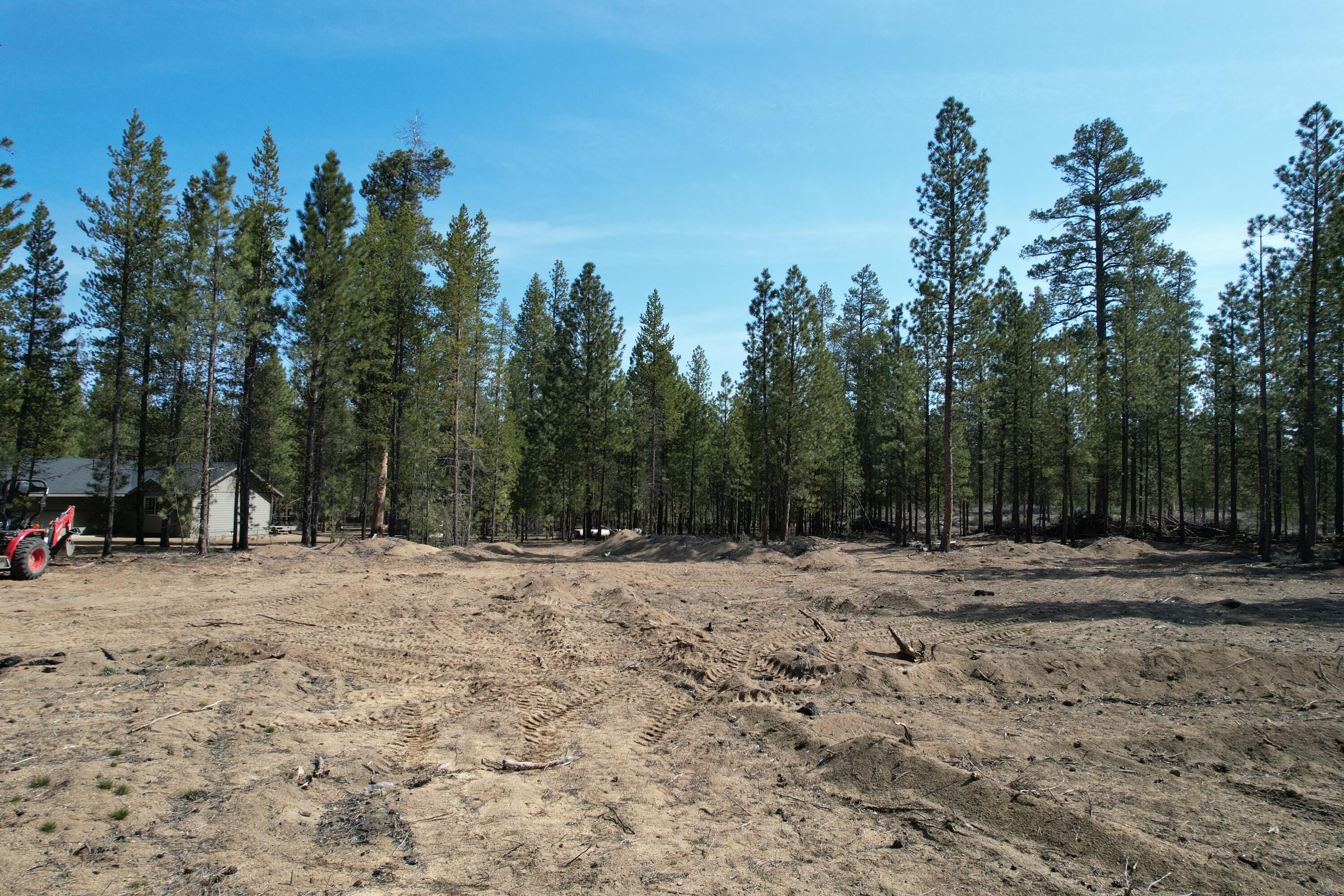 Ponderosa Pines - Land