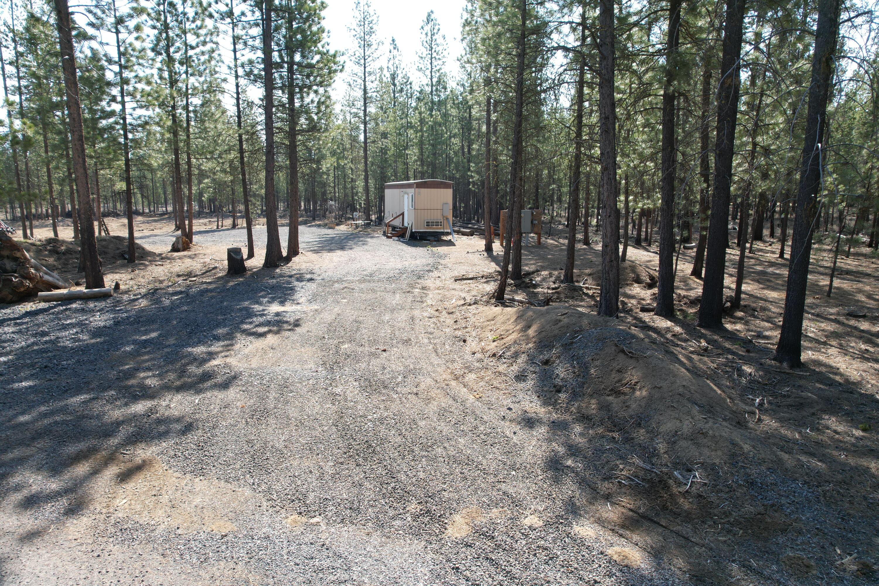 Ponderosa Pines - Land