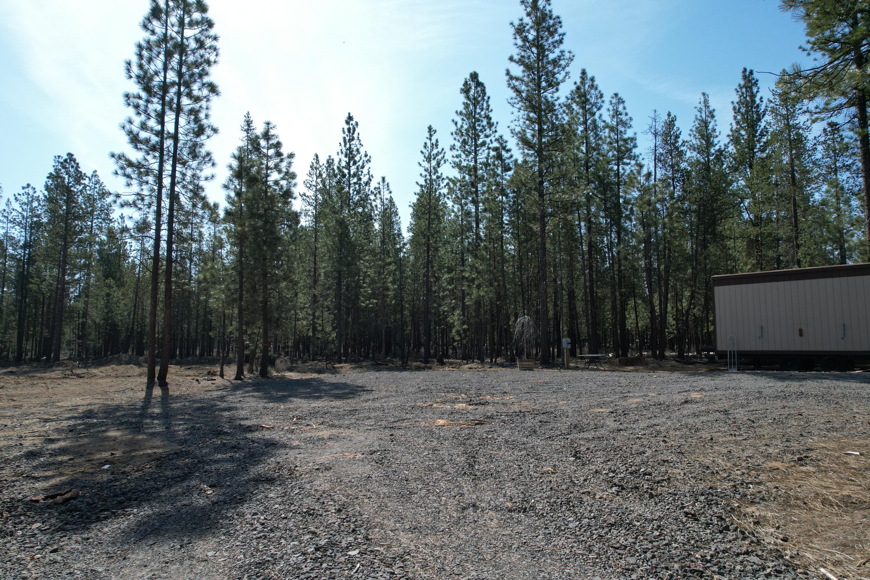 Ponderosa Pines - Land