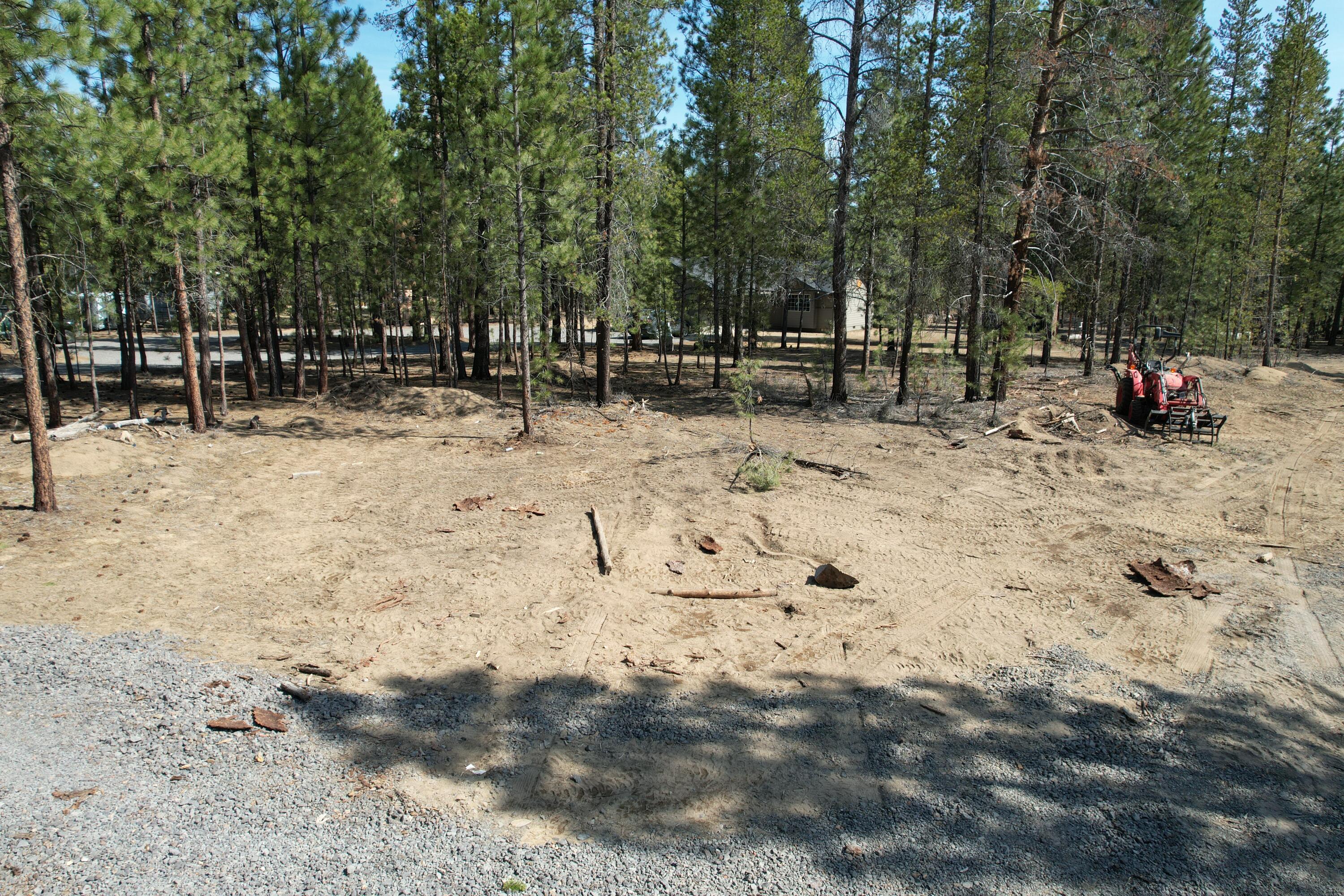 Ponderosa Pines - Land