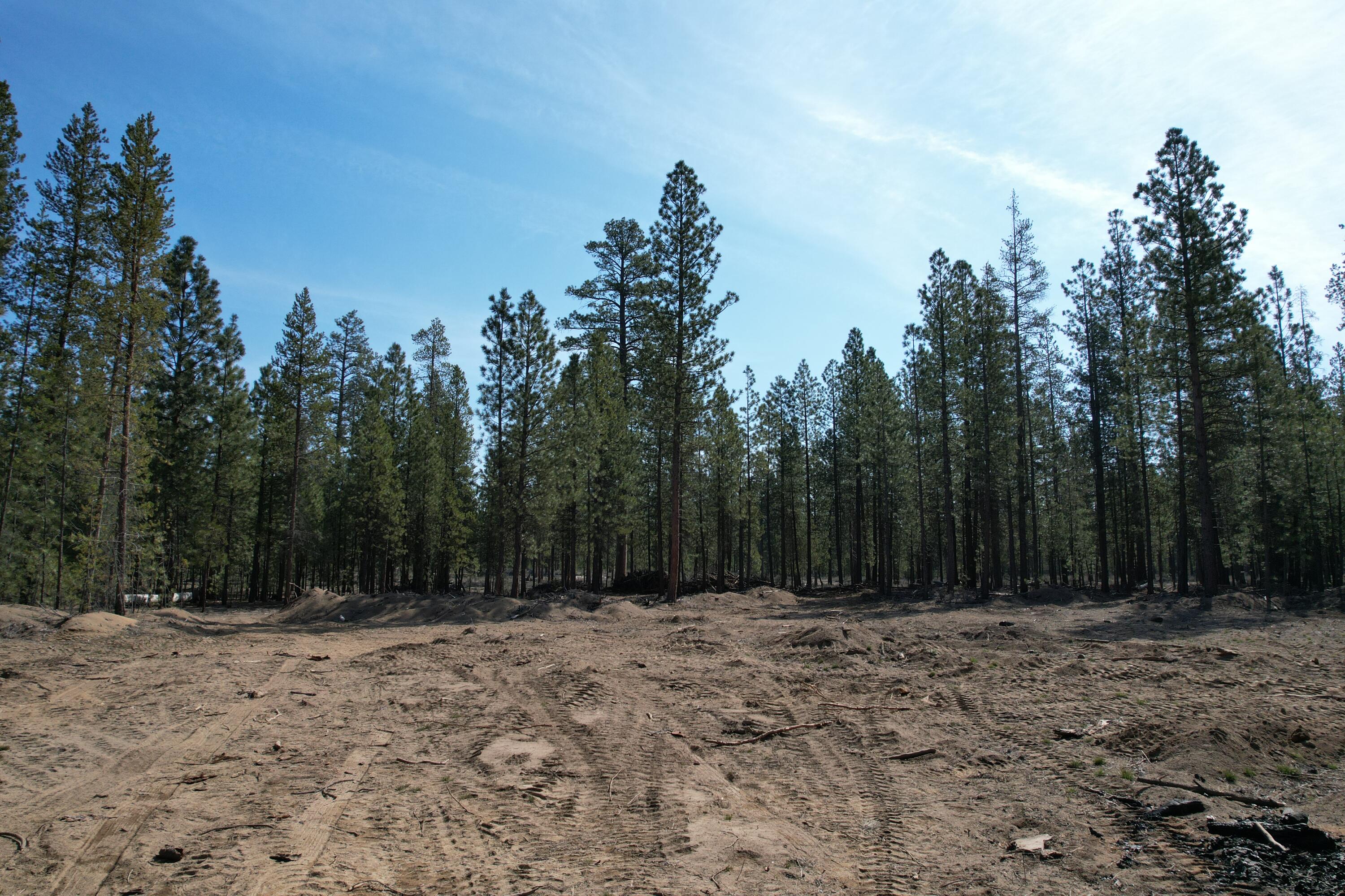 Ponderosa Pines - Land