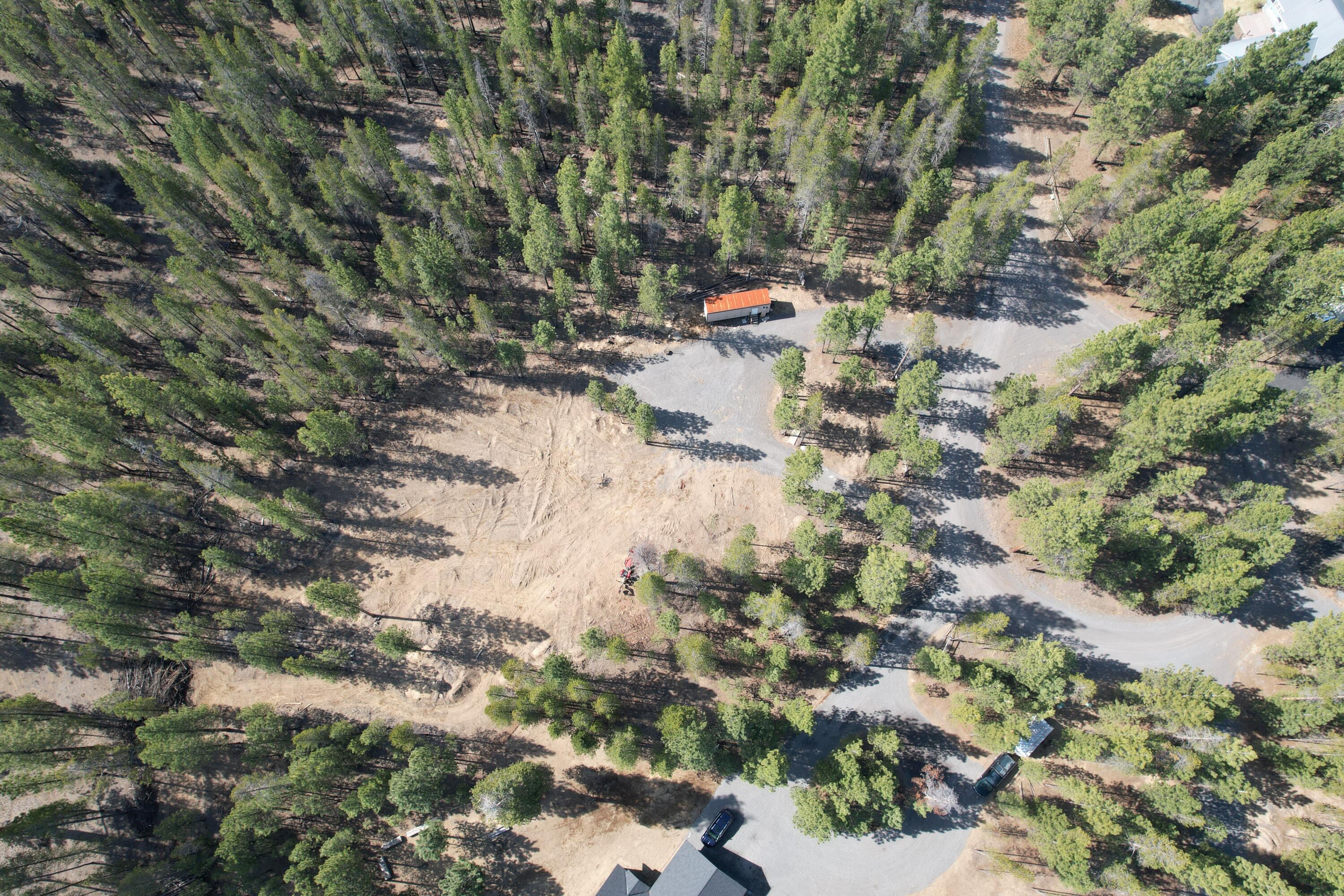 Ponderosa Pines - Land