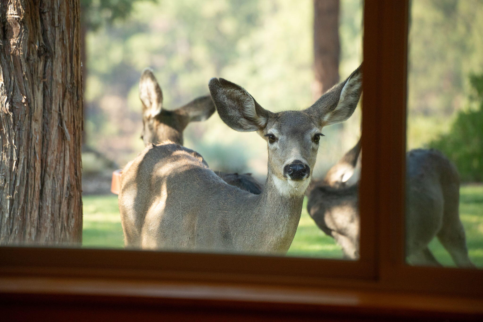 River Canyon Estates - Residential