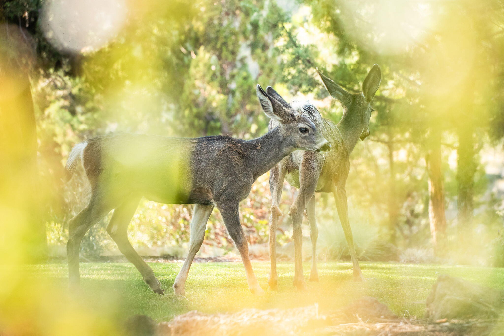 River Canyon Estates - Residential