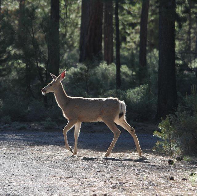 Haner Park - Residential