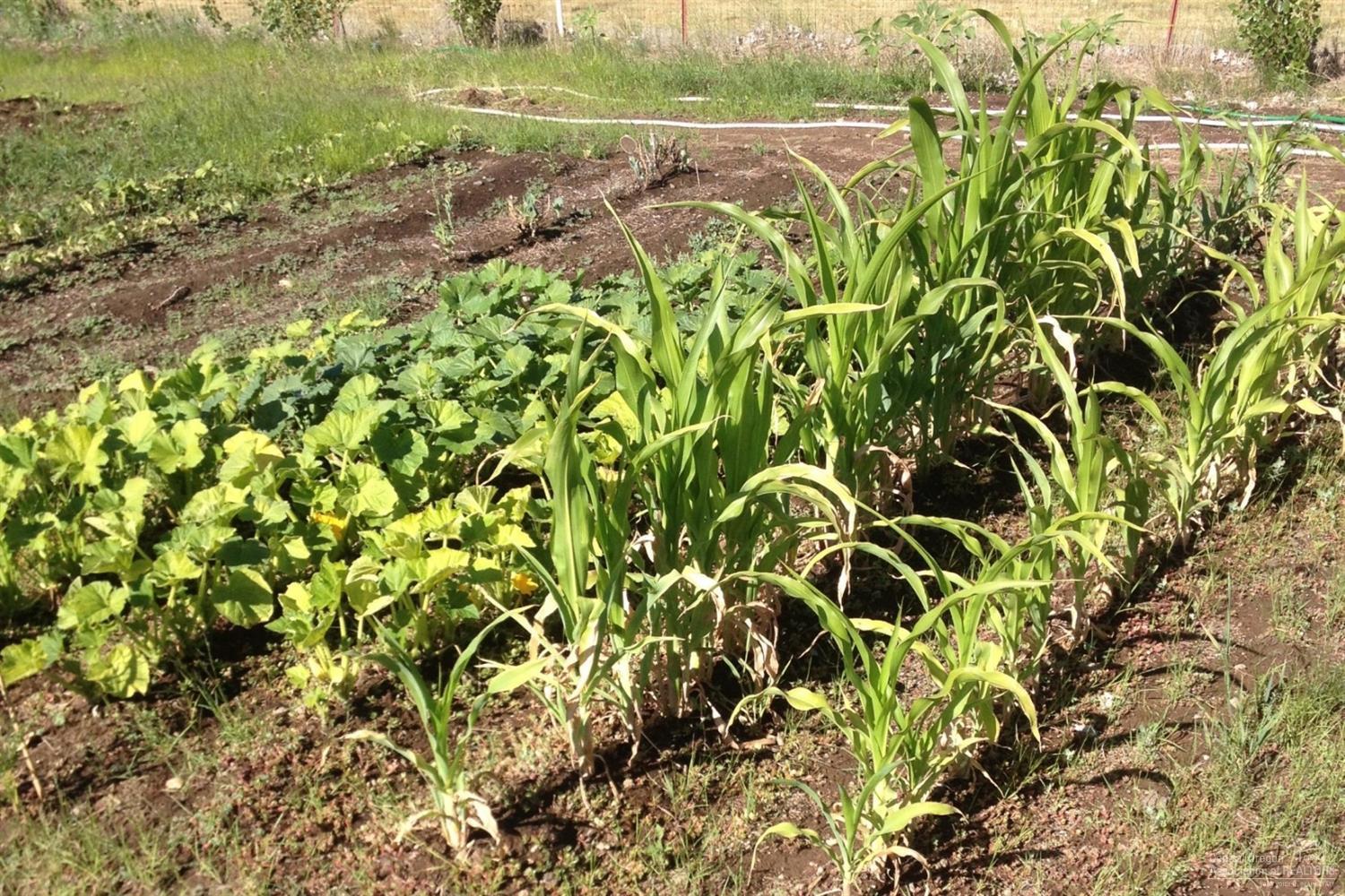 Whispering Pines - Residential