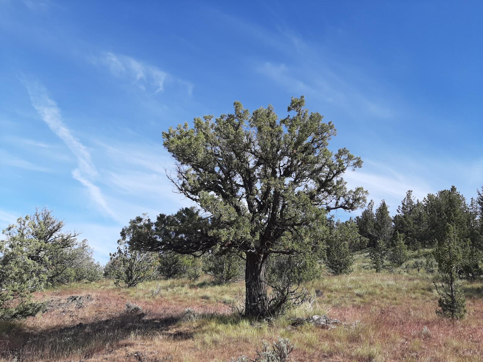 Scenic Vista Estates - Land