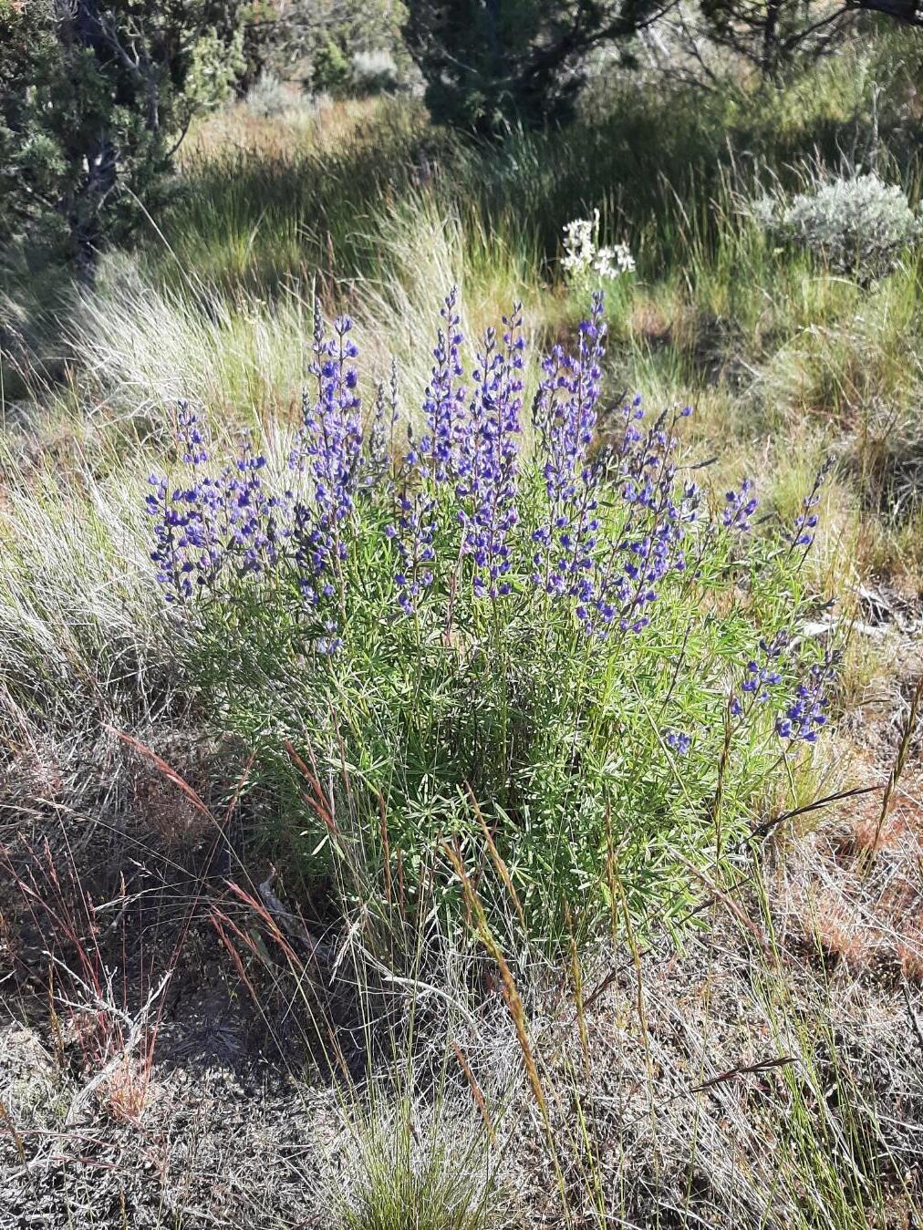 Scenic Vista Estates - Land