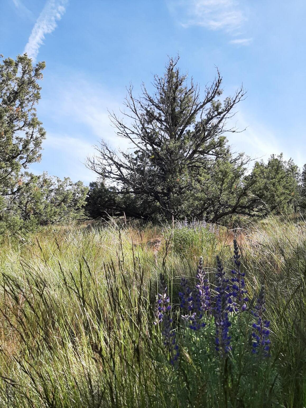 Scenic Vista Estates - Land