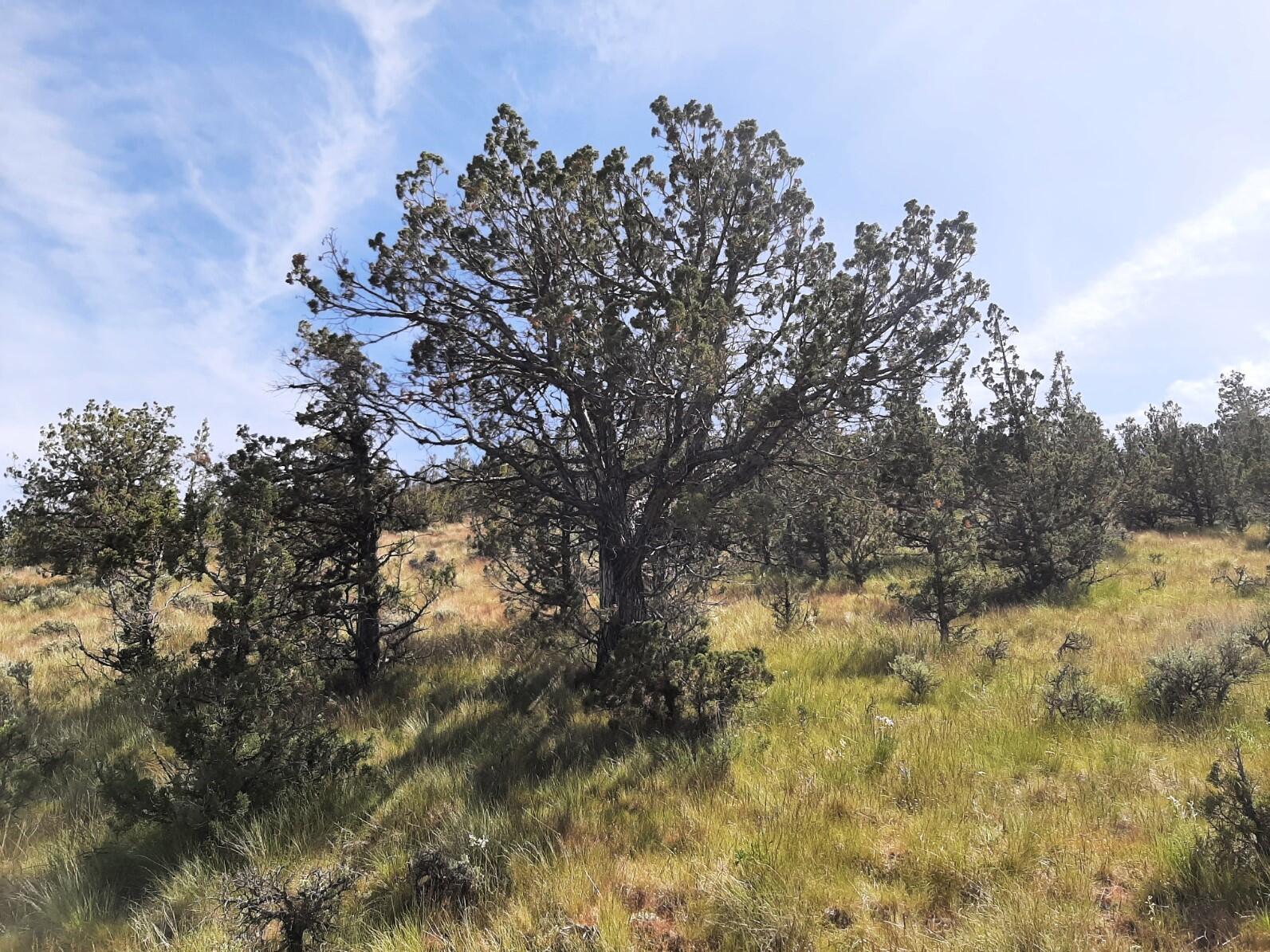 Scenic Vista Estates - Land