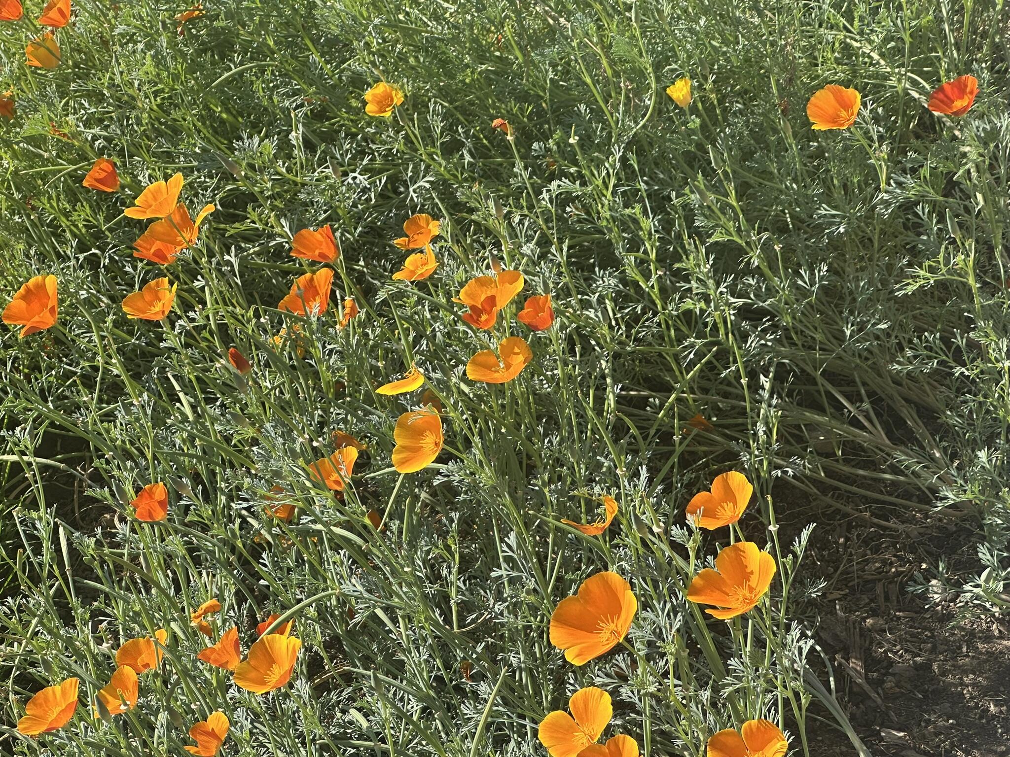 McKay Meadows - Residential