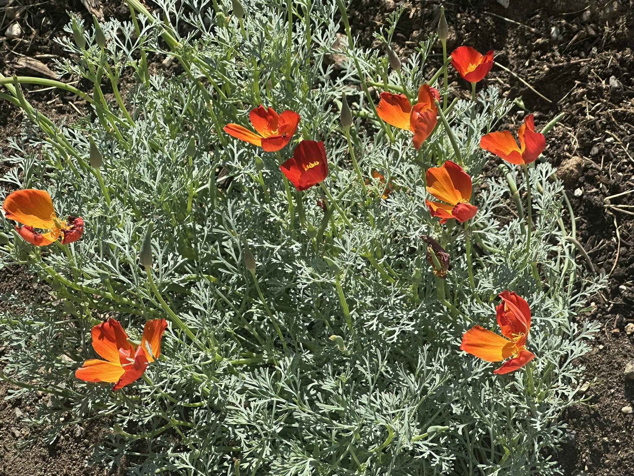 McKay Meadows - Residential