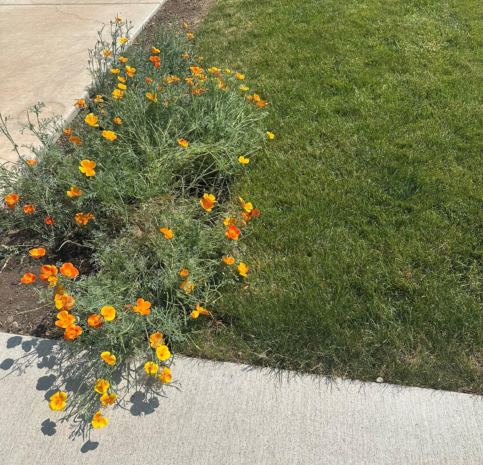 McKay Meadows - Residential