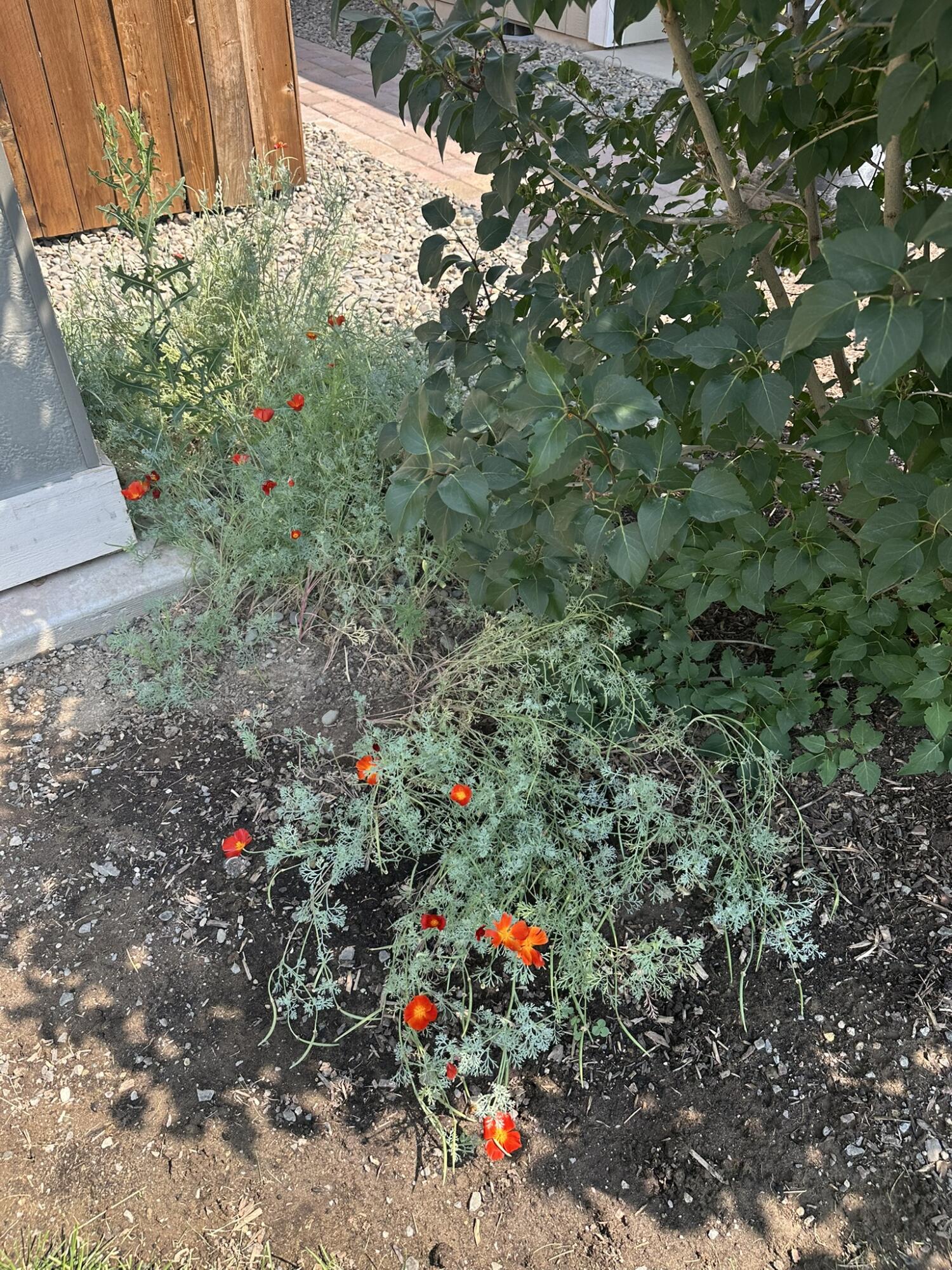 McKay Meadows - Residential