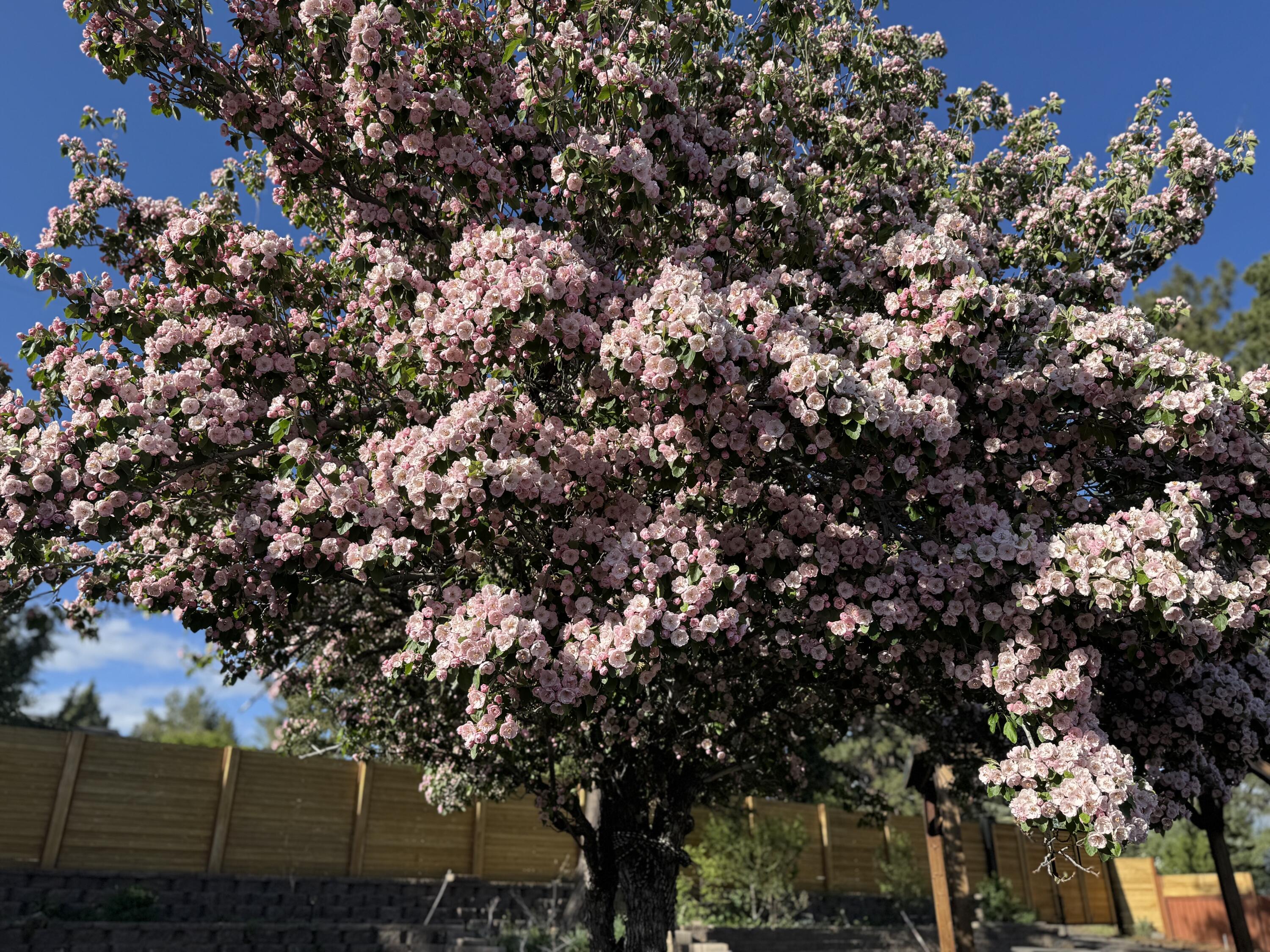 Aubrey Heights - Residential