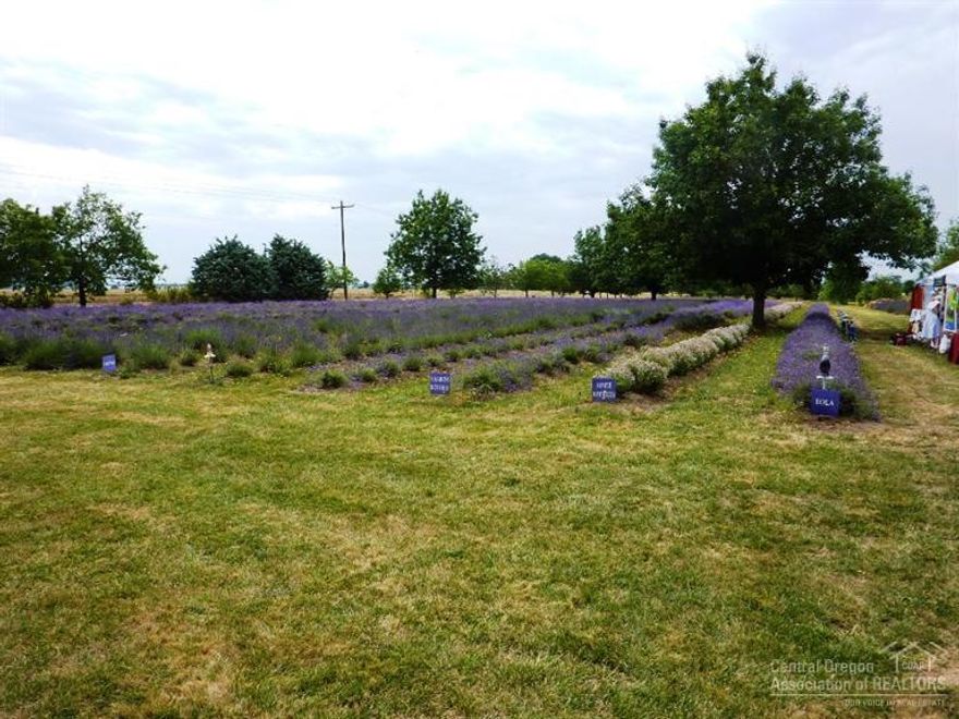 Oregon Lavender Farm for Sale located in beautiful Willamette Valley. 45 minutes to the beach, 1 hr to Portland and 1 hr to the Cascades. Beautifully landscaped 49 acres which includes a custom 4000 SF home, large office building, 1300 SF modular home, 3 green houses, multiple outbuildings with drying rooms, 2 stall horse barn with pasture. Developed lavender business includes Hwy 99 frontage farm stand and 12 acres of drip irrigated unique varieties. Refer to www.lavenderlakefarms.com for business.