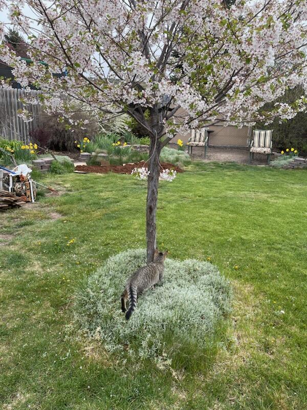 Falcon Heights Condominiums -Stage I - Residential