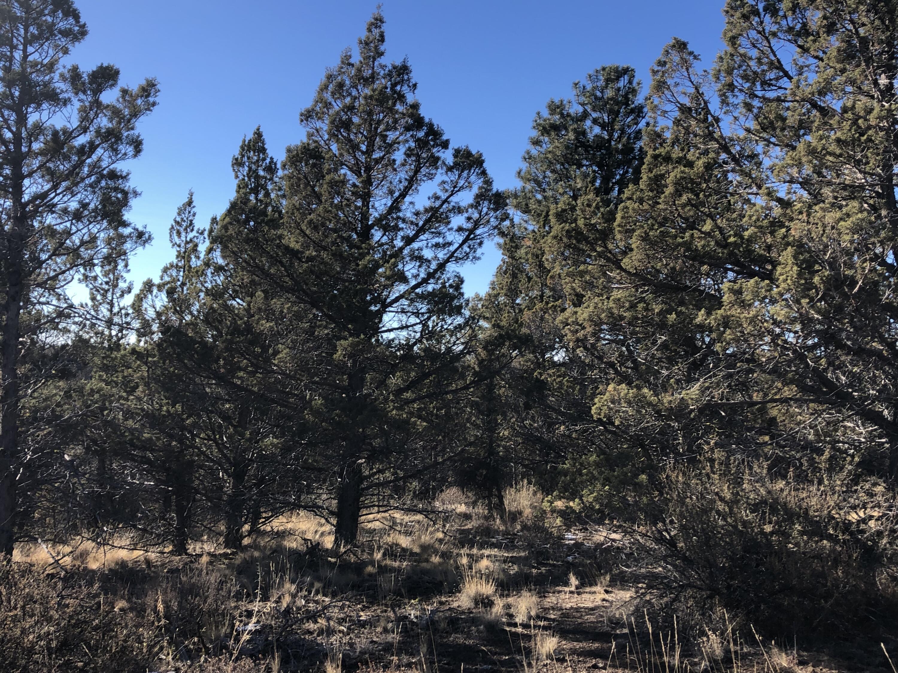 Ochoco Land + Livest - Land