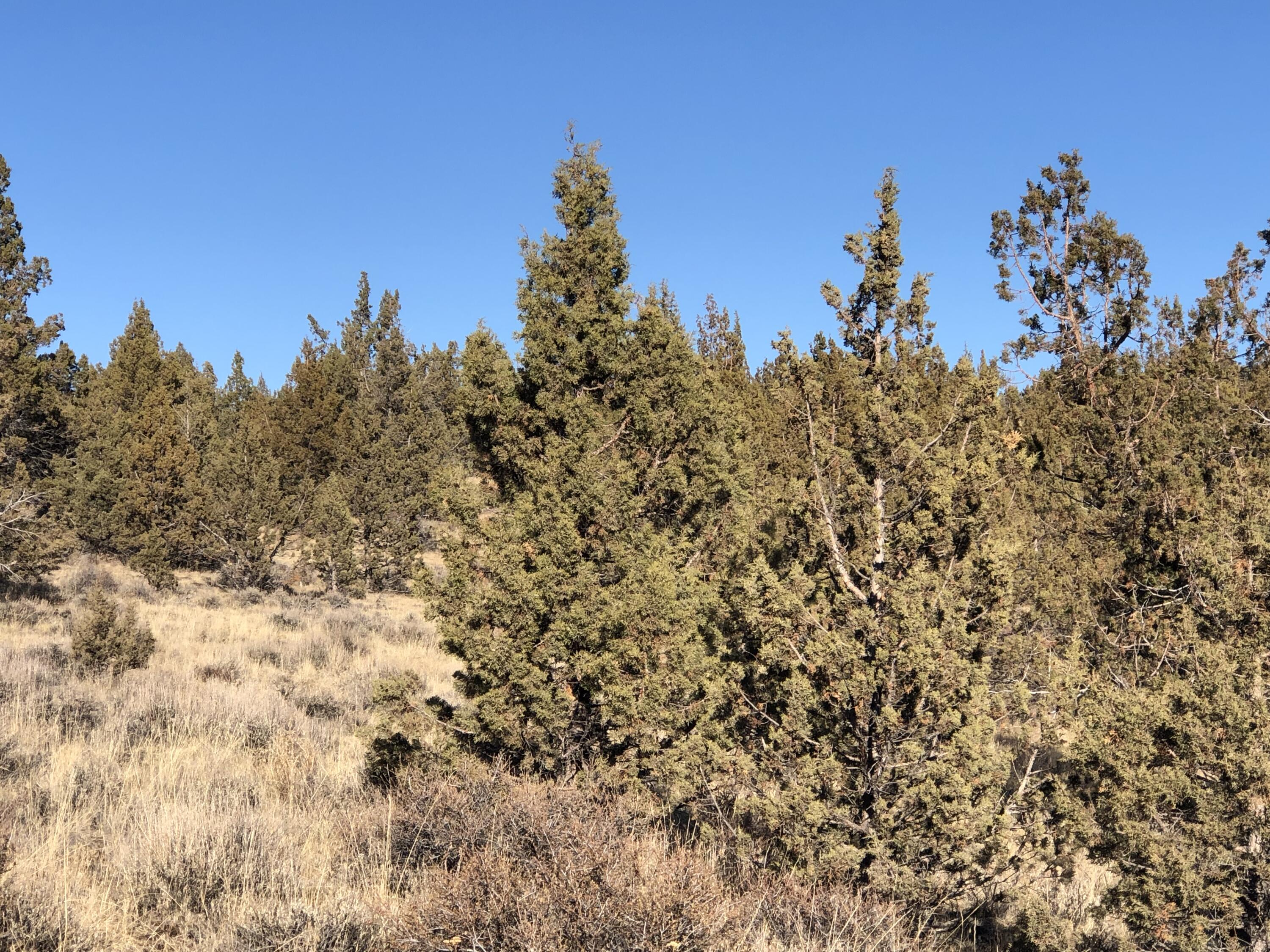 Ochoco Land + Livest - Land