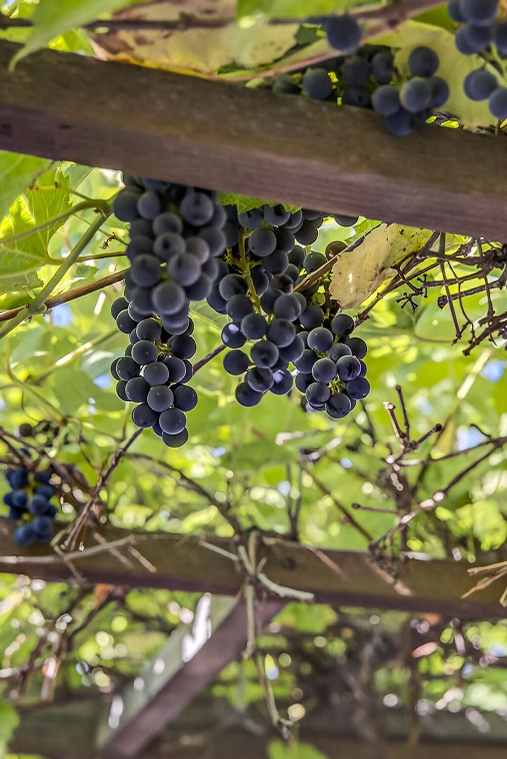 Madras Ranchos - Residential