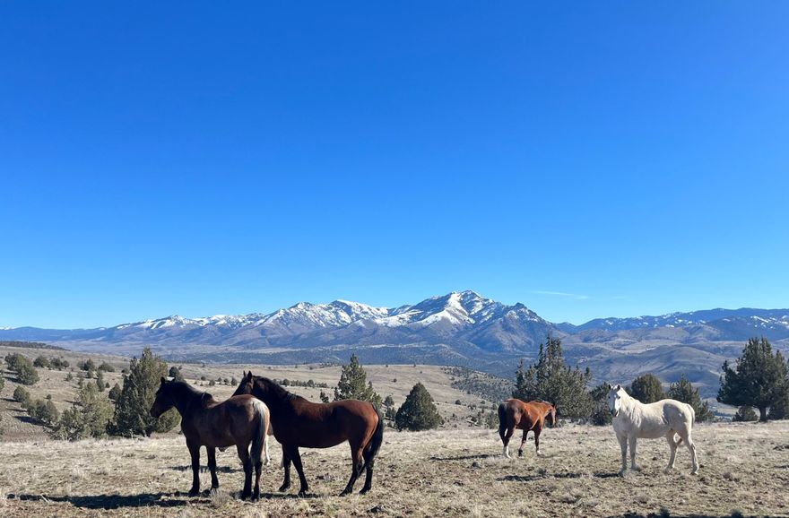 Hale Ranches is one of the largest land holdings offered in the John Day River Valley in recent history.  The property is situated in the beautiful Northside hunting unit which has a long and storied history of producing trophy class bull and bucks. The ranch is low maintenance, boasts incredible hunting and wildlife habitat, has lots of water, privacy and timber, and is only 135 miles from Bend, OR. The ranch has a well developed road and trail system so access is easy and enjoyable.  The ranch has stunning views, requires minimal maintenance, and offers income opportunities if you choose to lease out the grazing rights.  Hale Ranches is well watered with over 4 miles of live water creeks.  Nice hunting cabin with modern amenities and 3 bedrooms sits at the edge of the timber.  The ranch qualifies for 12 total LOP's for elk and deer.  Numerous bulls and bucks have been harvested.  Black bears, bobcats, cougars, turkeys, chukkars and lots of shed horns await you on the property.