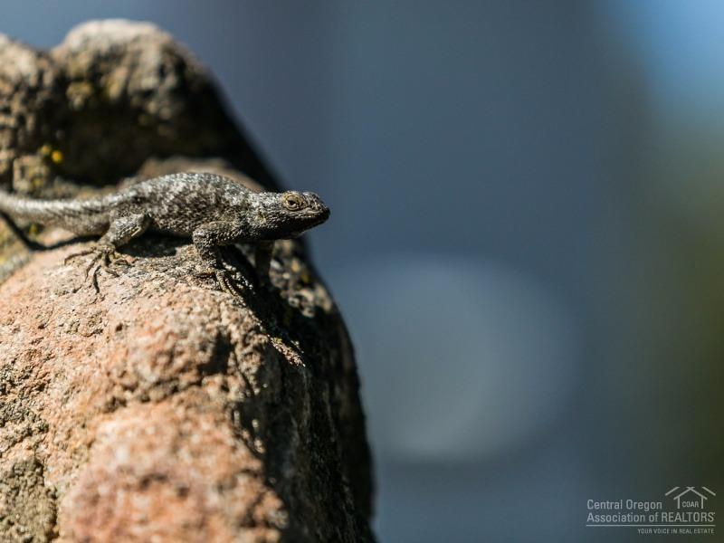 Crr1_C - Residential