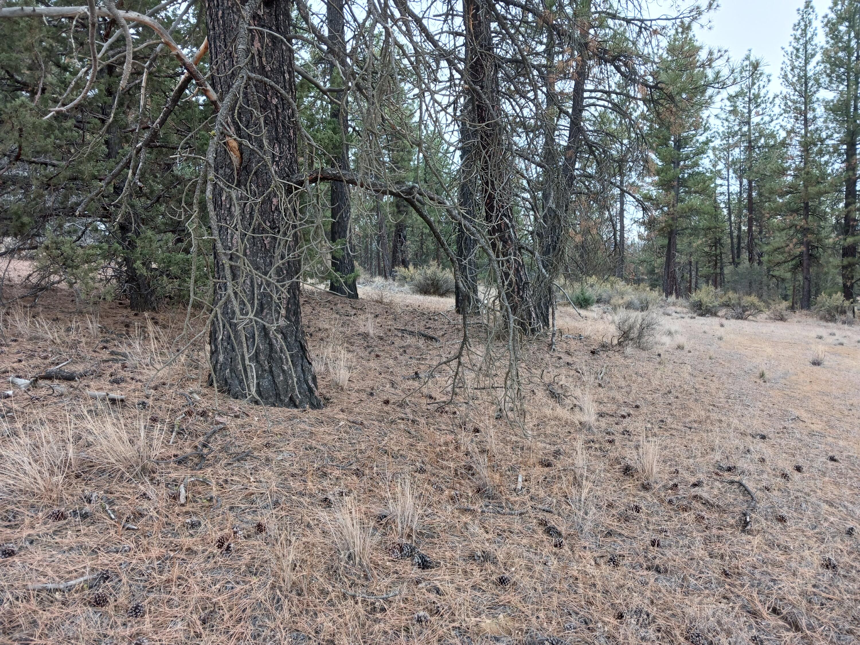 Klamath Forest Estates -First Addition - Land