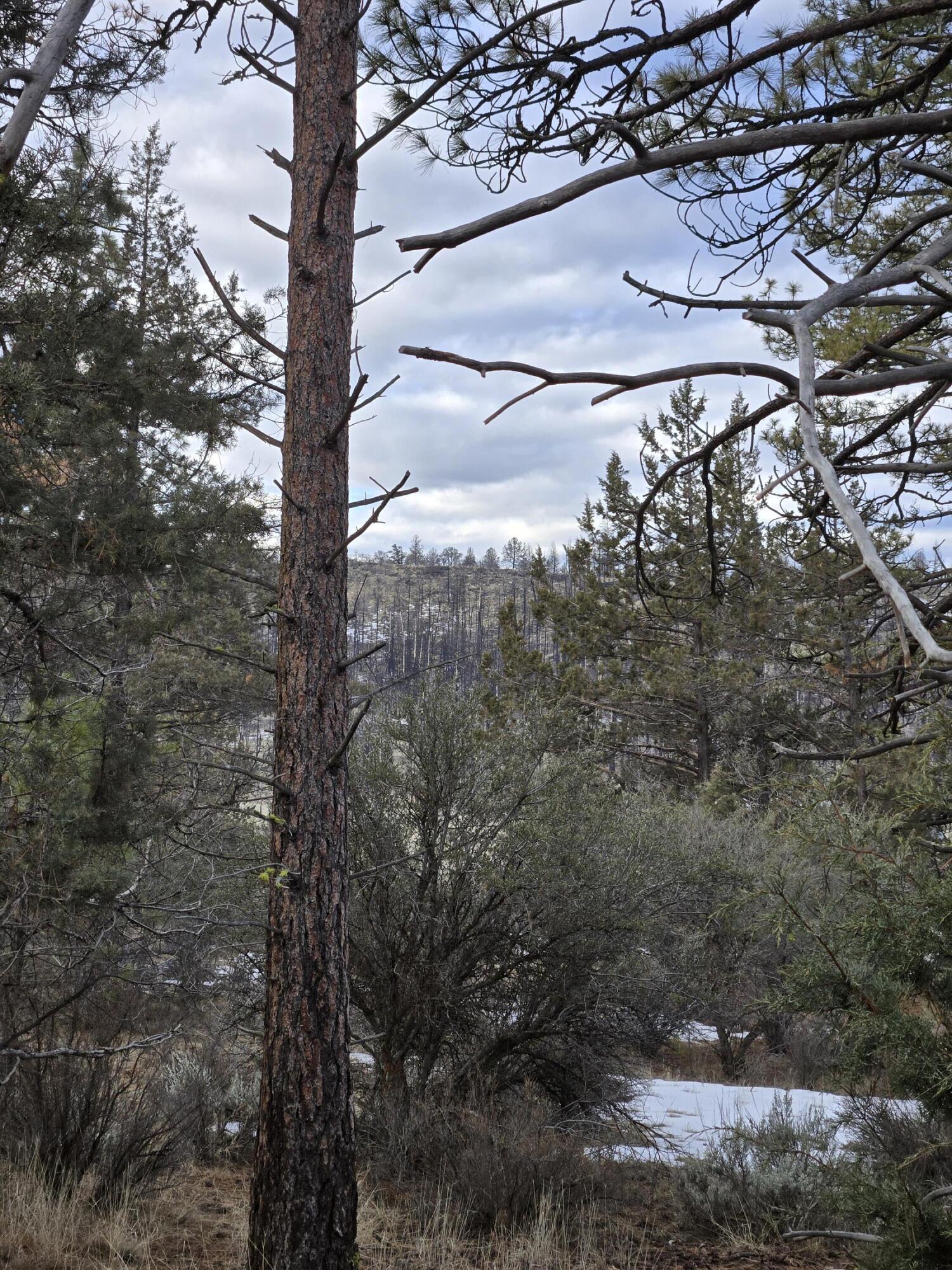 Klamath Forest Estates - Land