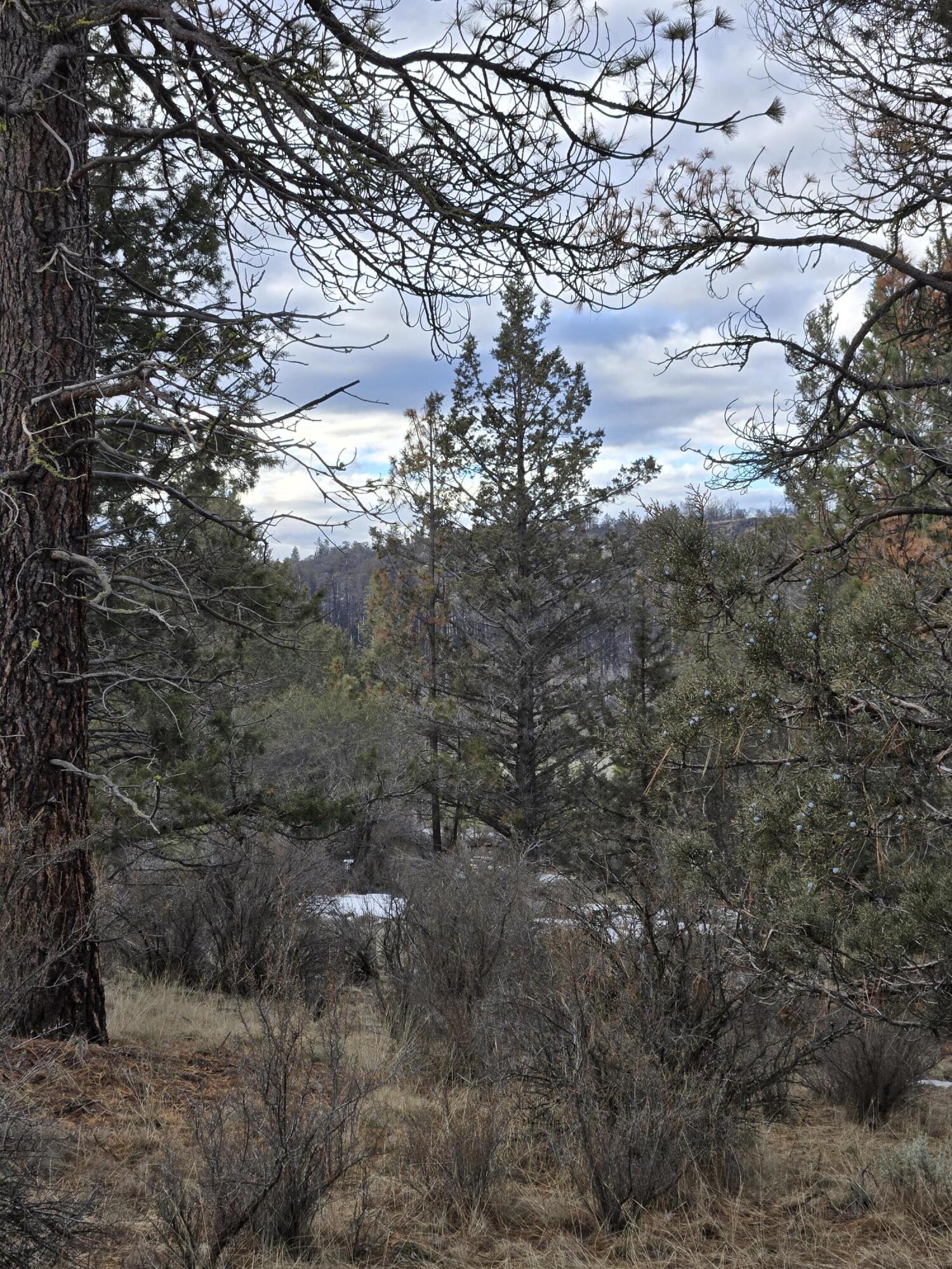 Klamath Forest Estates - Land