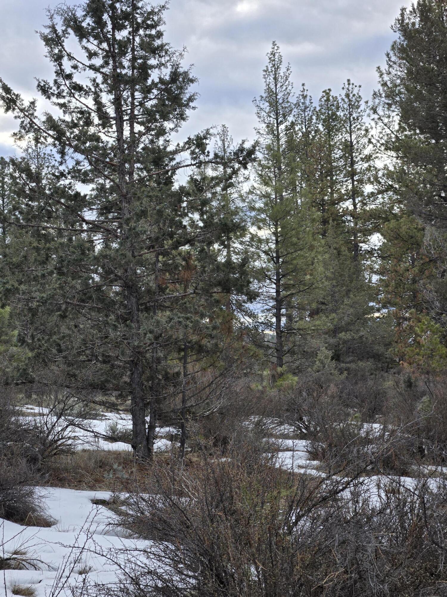 Klamath Forest Estates - Land