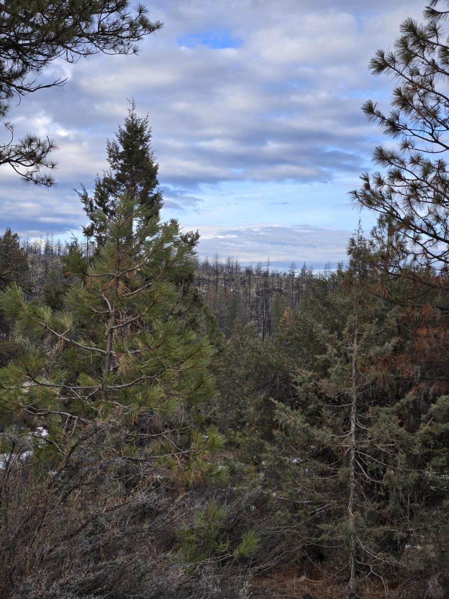 Klamath Forest Estates - Land