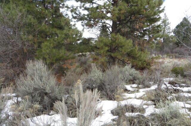 Oregon Shores -Unit 2 - Land