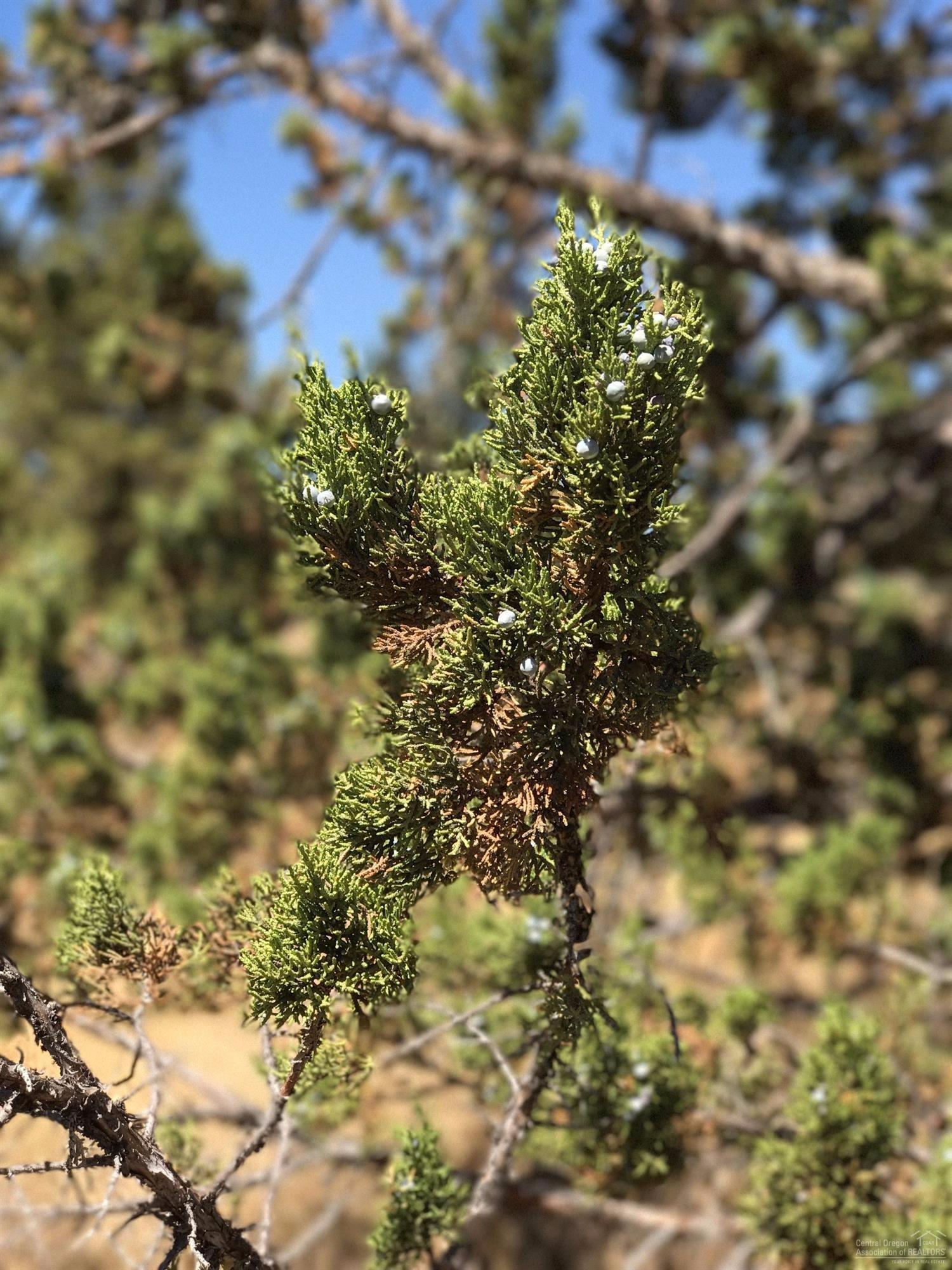 Golden Horseshoe - Land