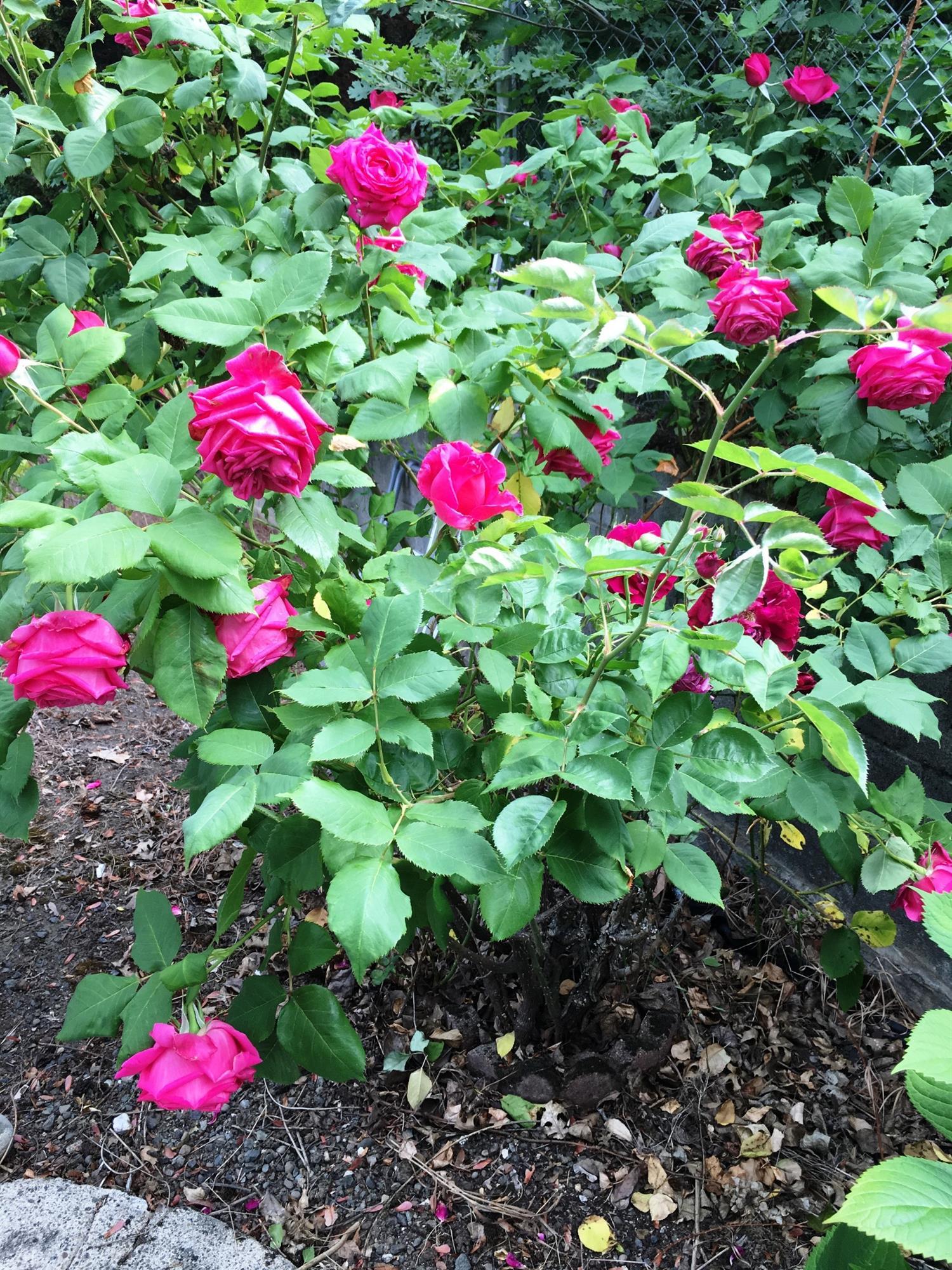 Eastwood Subdivision - Residential