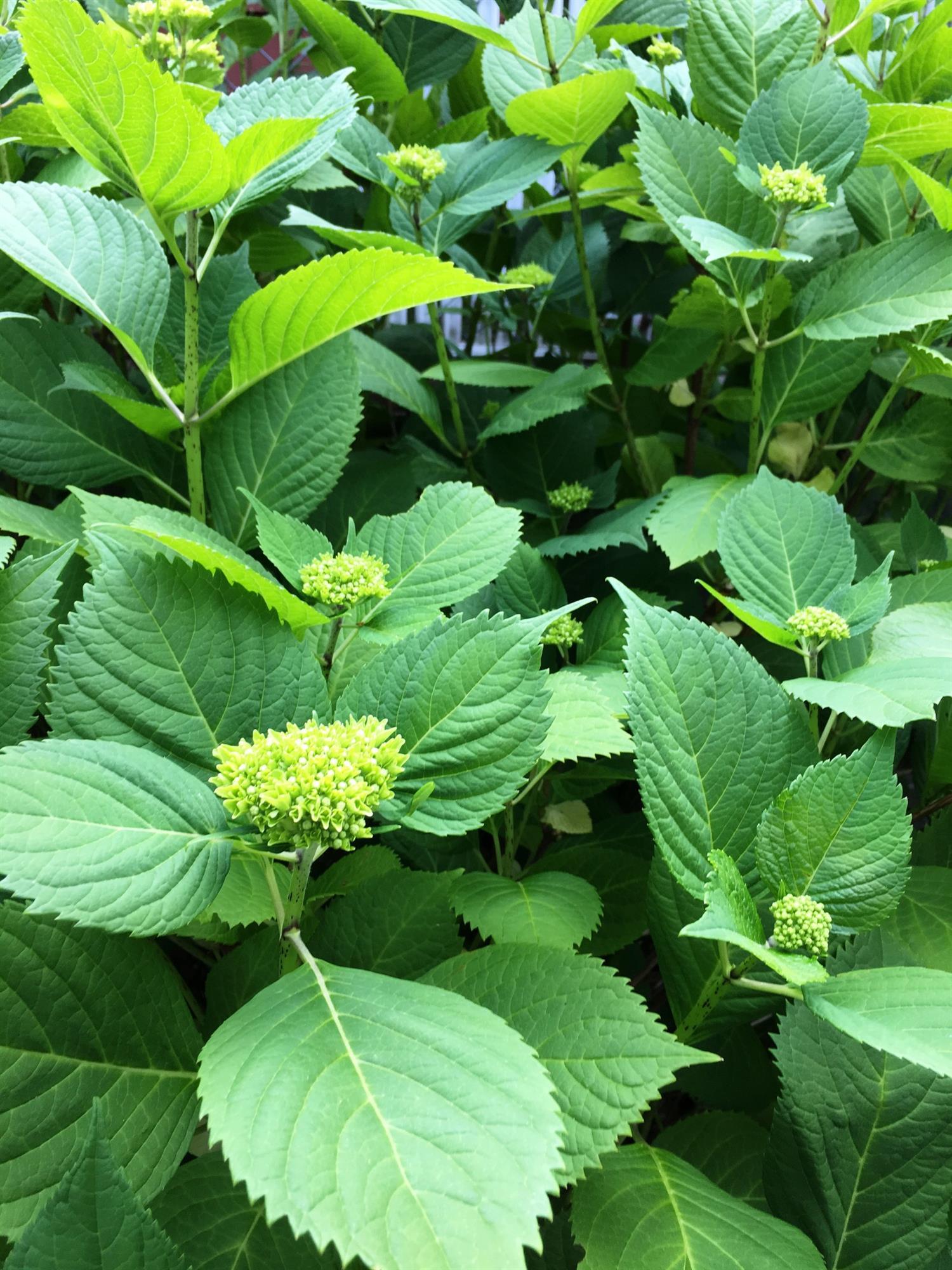 Eastwood Subdivision - Residential