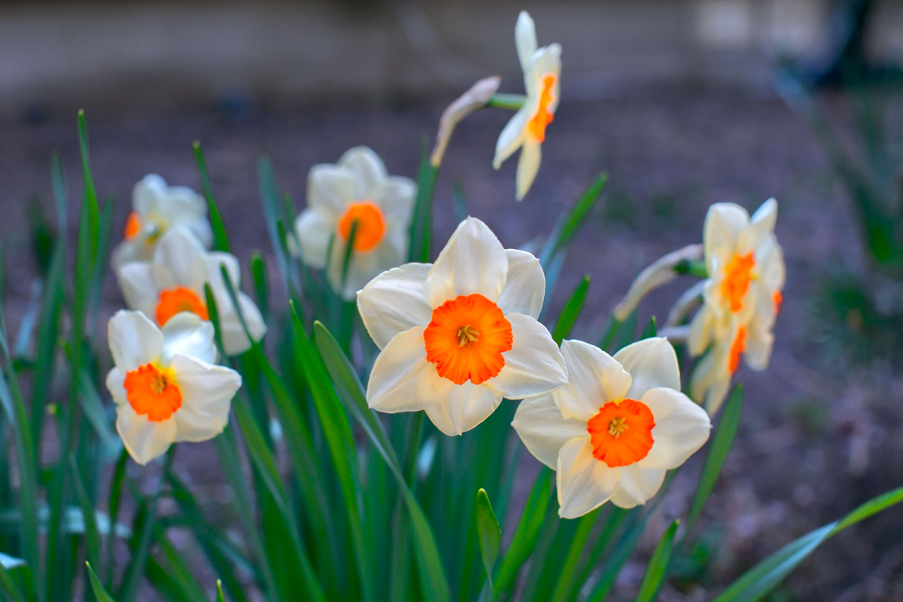 Glaze Meadow Homesite Section - Residential